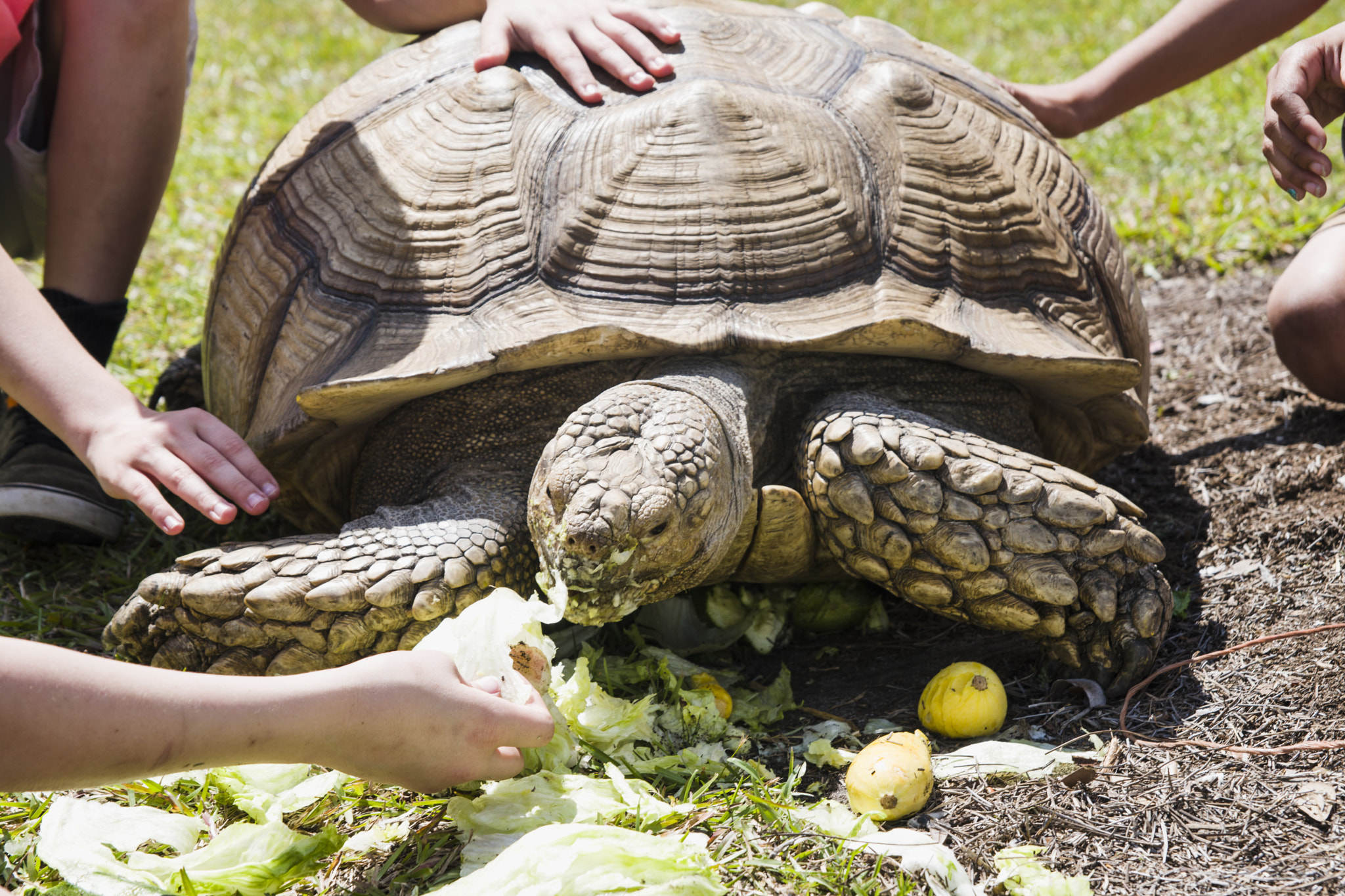 Sigma 24-70mm F2.8 EX DG HSM sample photo. African spurred tortoise in the city photography