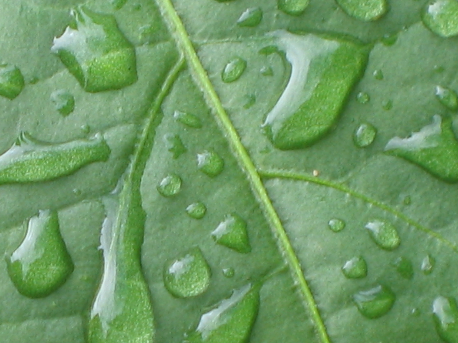 Canon POWERSHOT S50 sample photo. Water on leaf photography