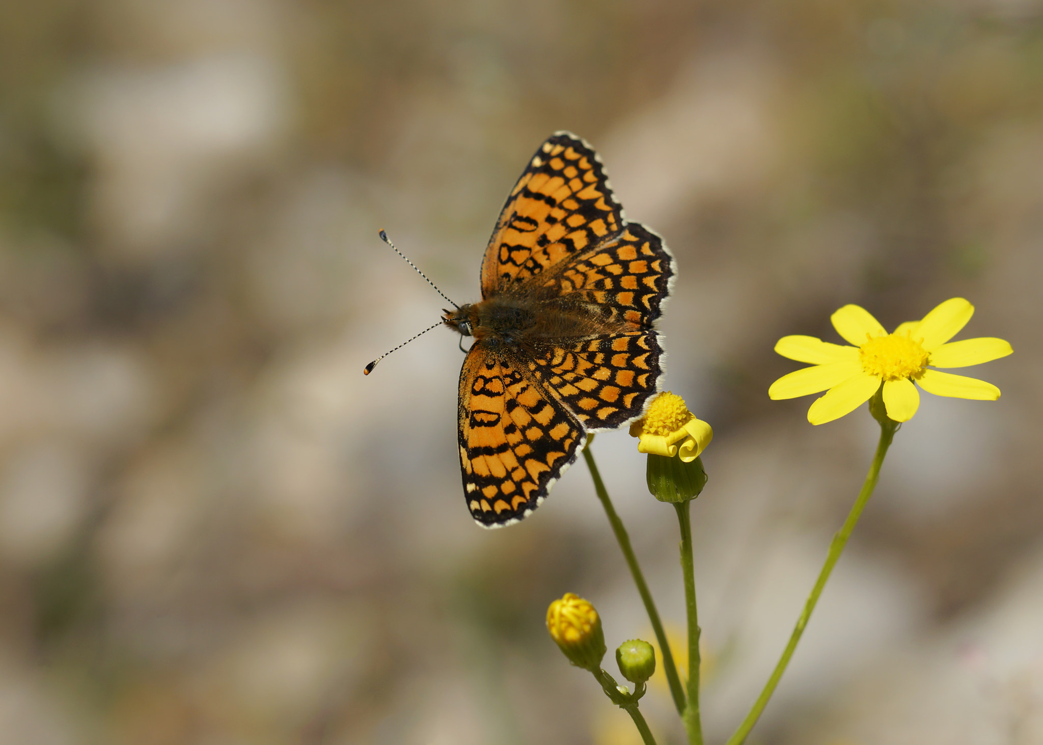 Sony a99 II + Tamron SP AF 90mm F2.8 Di Macro sample photo