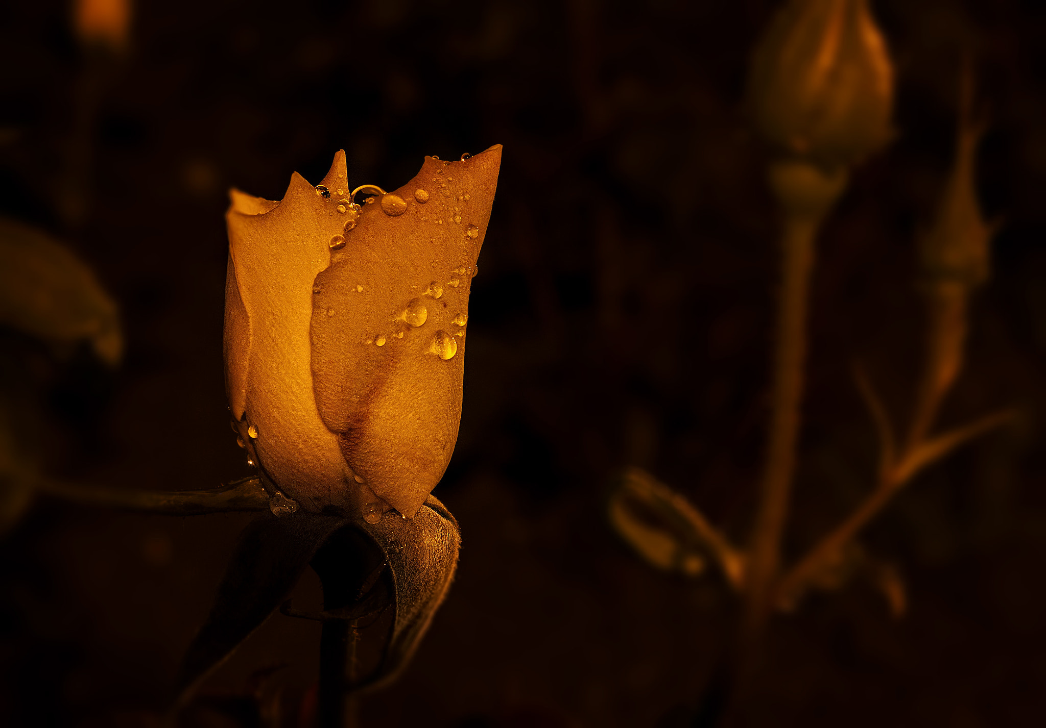 Canon EF 28-90mm f/4-5.6 sample photo. Rose.jpg photography