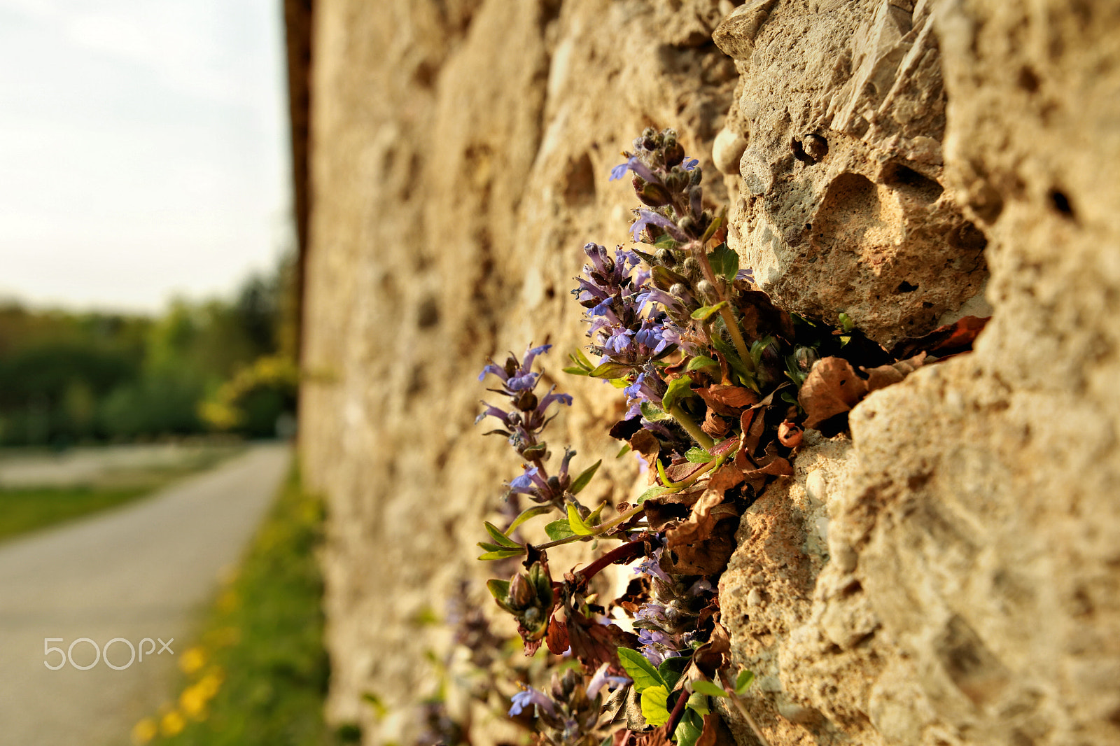 Canon EOS 750D (EOS Rebel T6i / EOS Kiss X8i) sample photo. Frühling überall photography