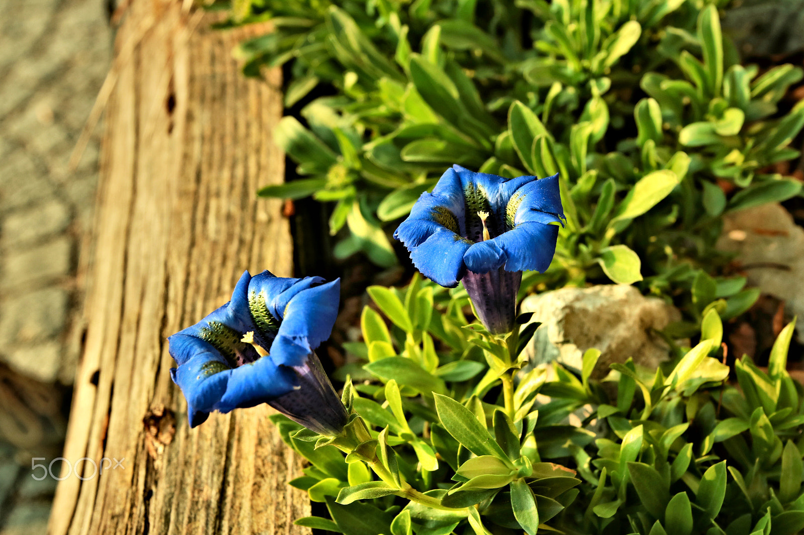 Canon EOS 750D (EOS Rebel T6i / EOS Kiss X8i) sample photo. So blau blüht der enzian photography