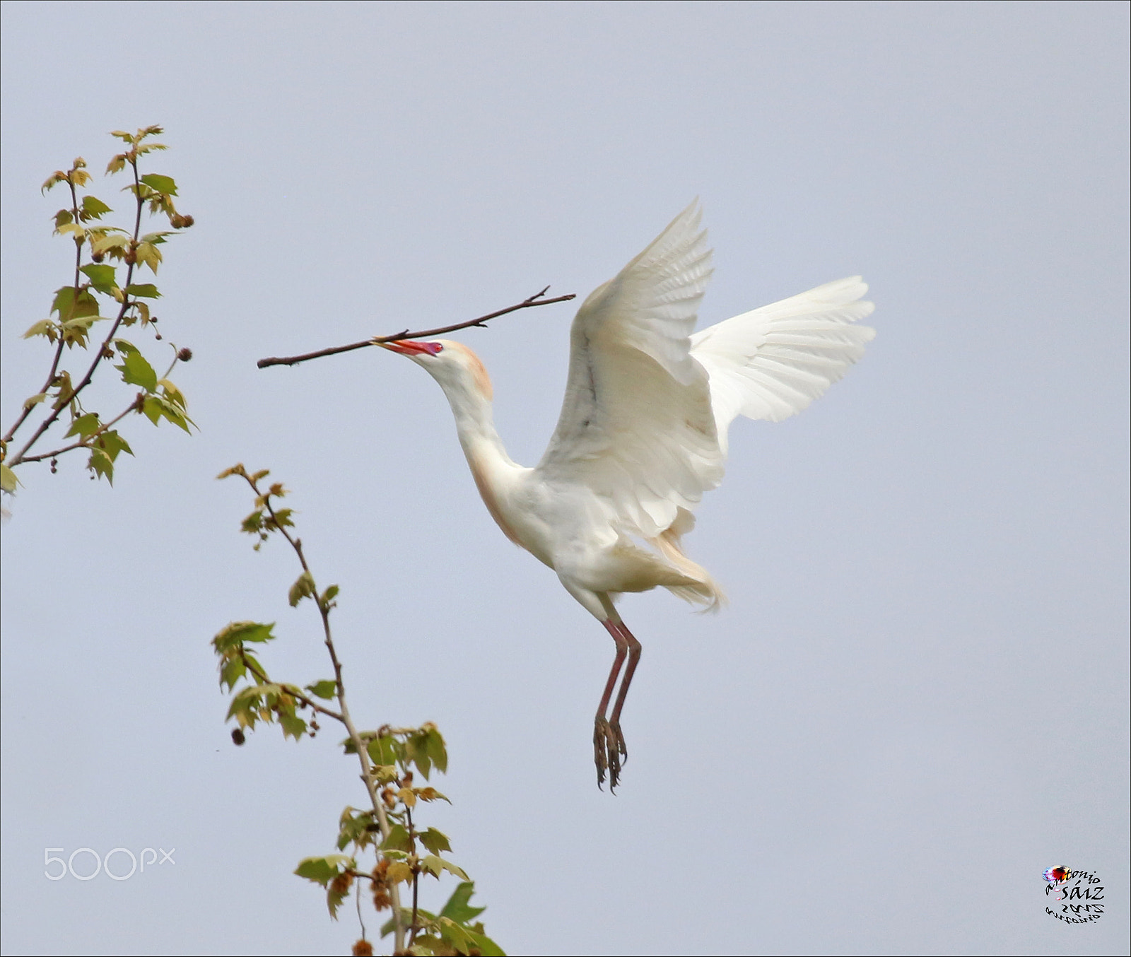 Canon EF 100-400mm F4.5-5.6L IS USM sample photo. Palo photography