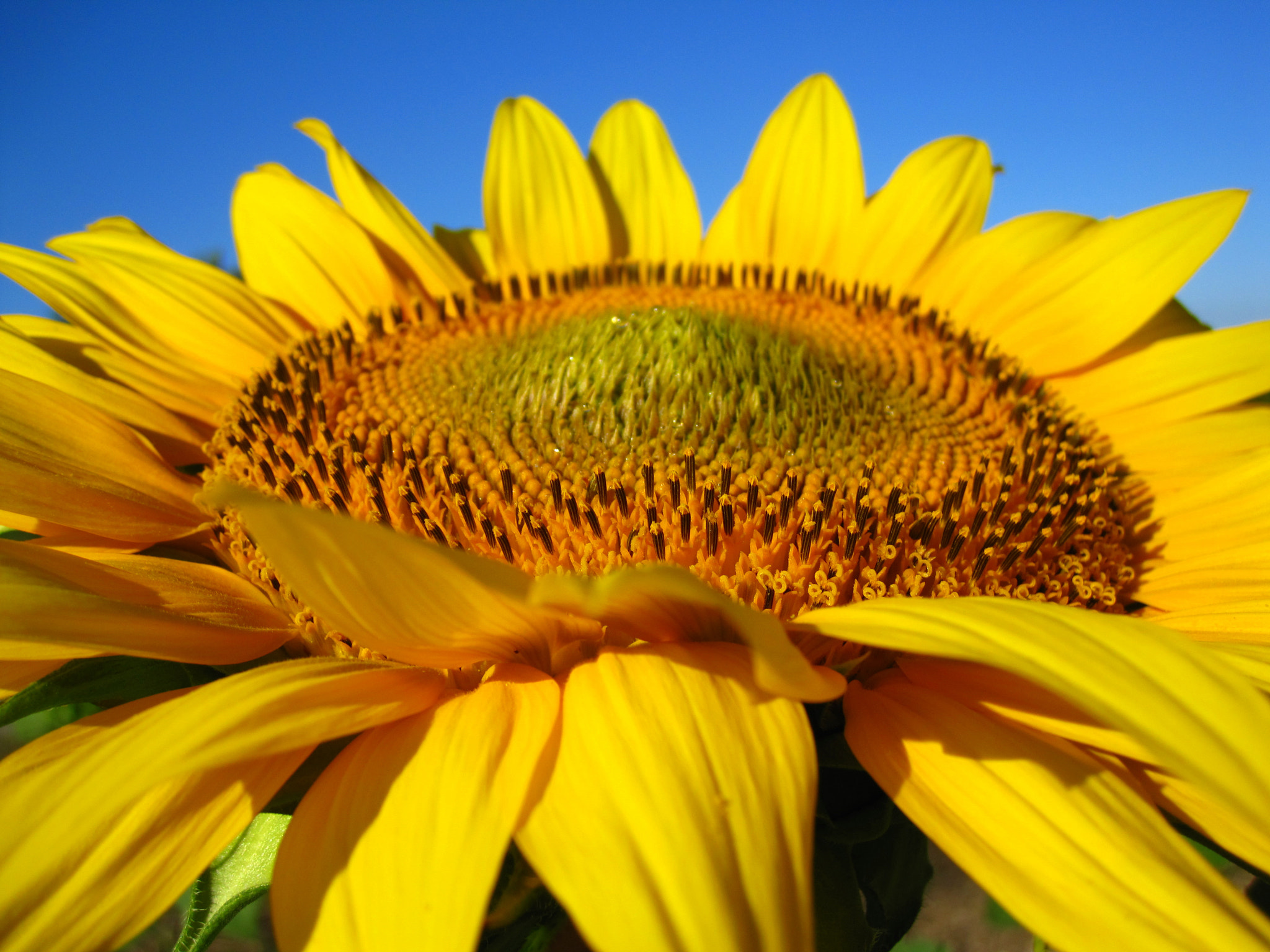 Canon PowerShot SD970 IS (Digital IXUS 990 IS / IXY Digital 830 IS) sample photo. Sunflower photography