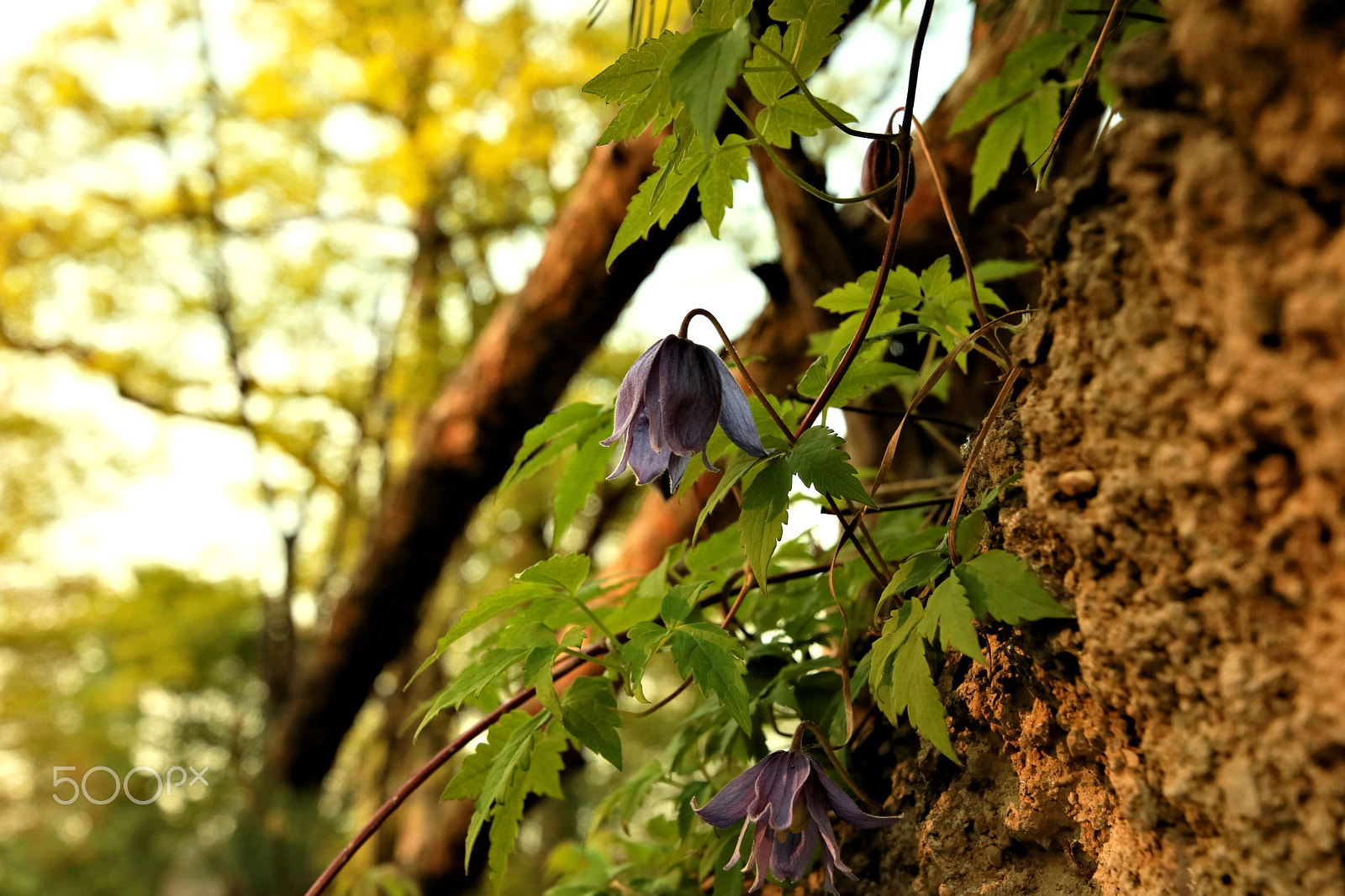 Canon EOS 750D (EOS Rebel T6i / EOS Kiss X8i) sample photo. Springtime1 photography