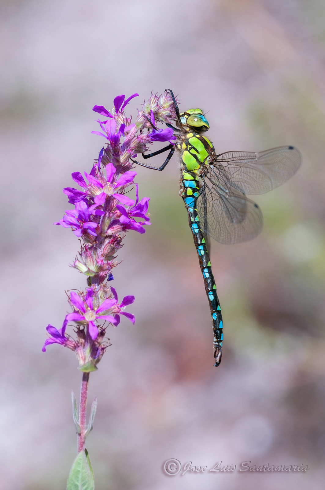 Sigma 150mm F2.8 EX DG Macro HSM sample photo. Anax imperator photography