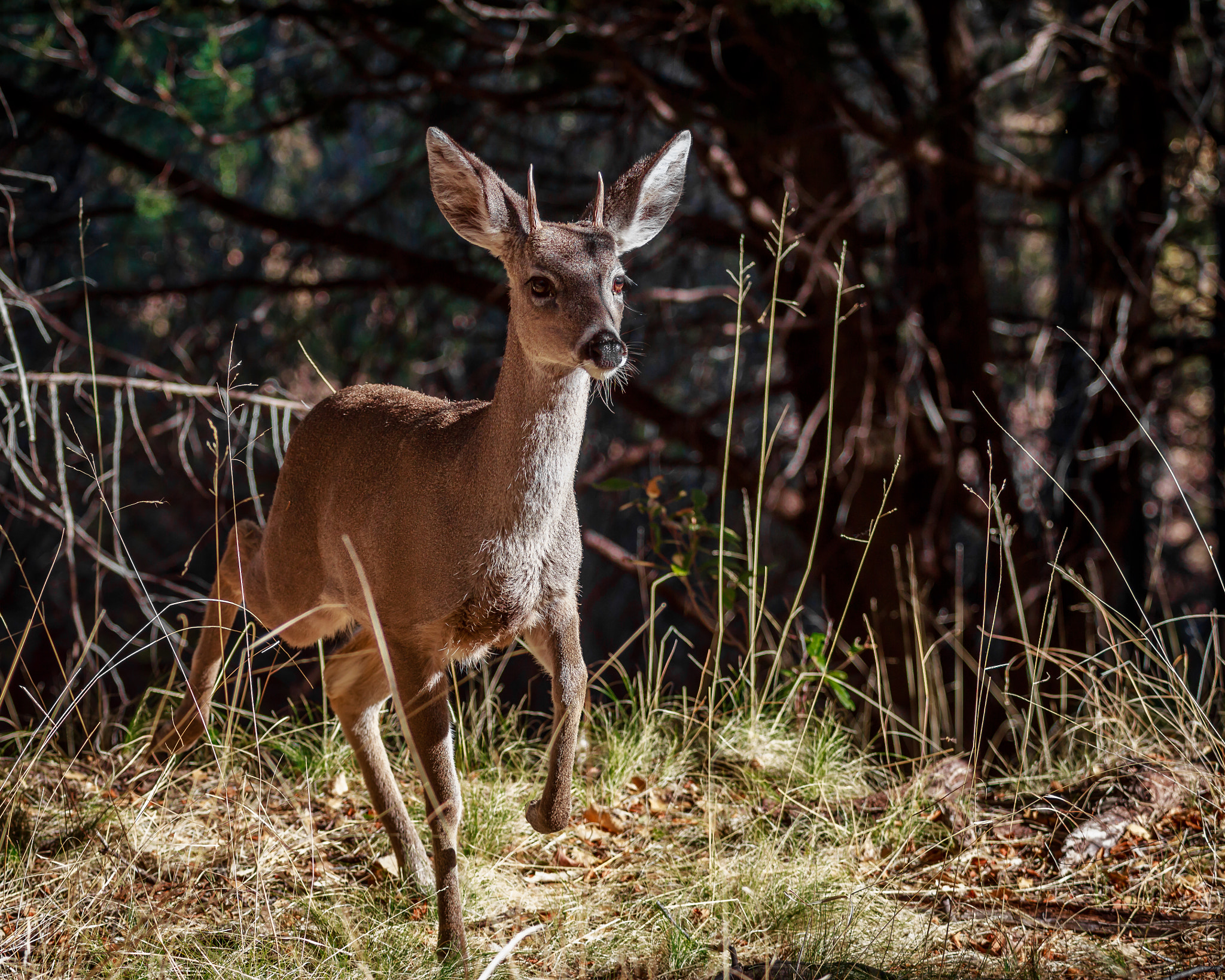 Canon EOS M + Canon EF 70-200mm F4L USM sample photo. Young buck photography