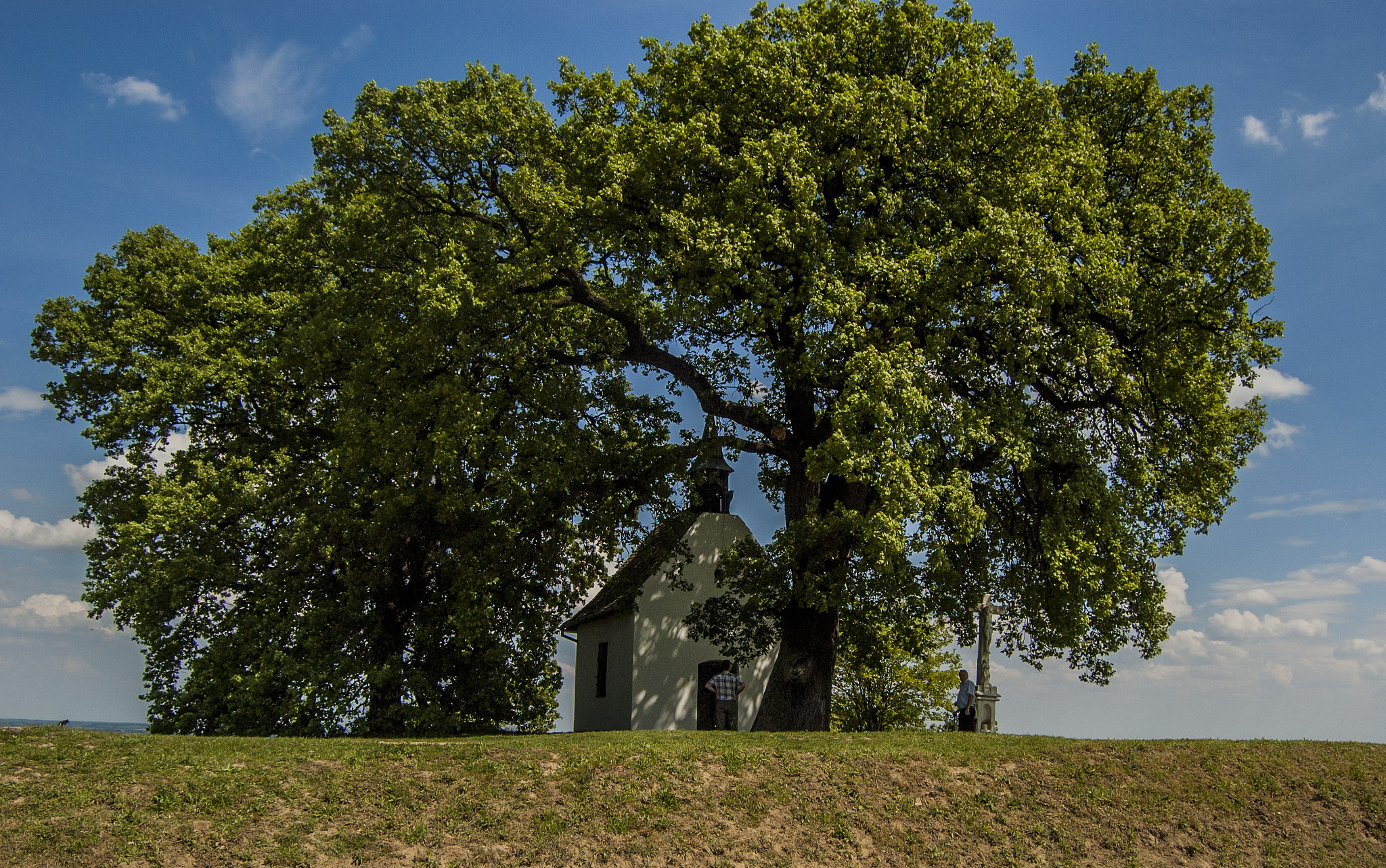 Nikon D70s sample photo. European tree of the year 2016/az európai Év fája 2016 photography