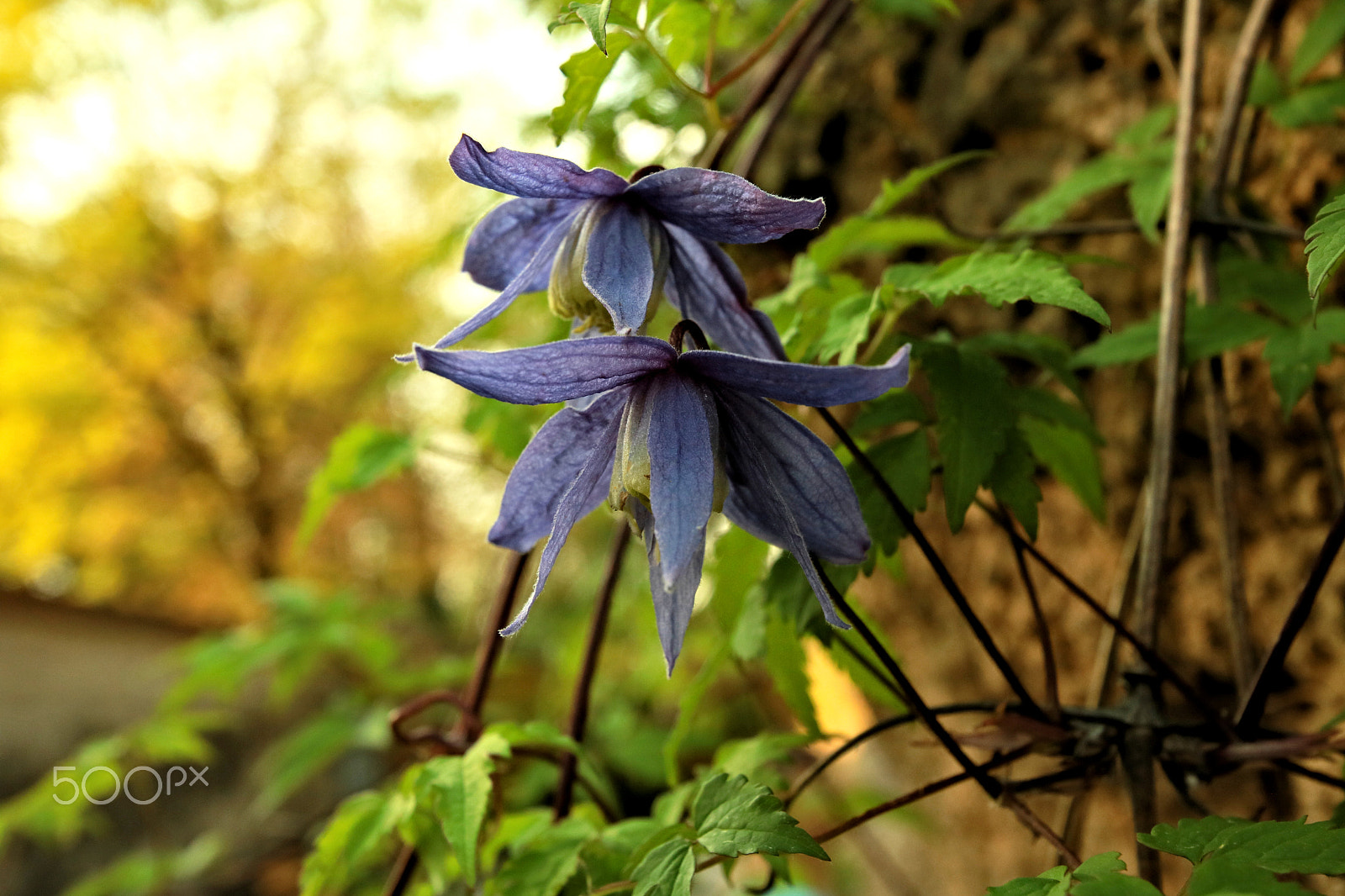 Canon EOS 750D (EOS Rebel T6i / EOS Kiss X8i) sample photo. Elfenkleider ? photography