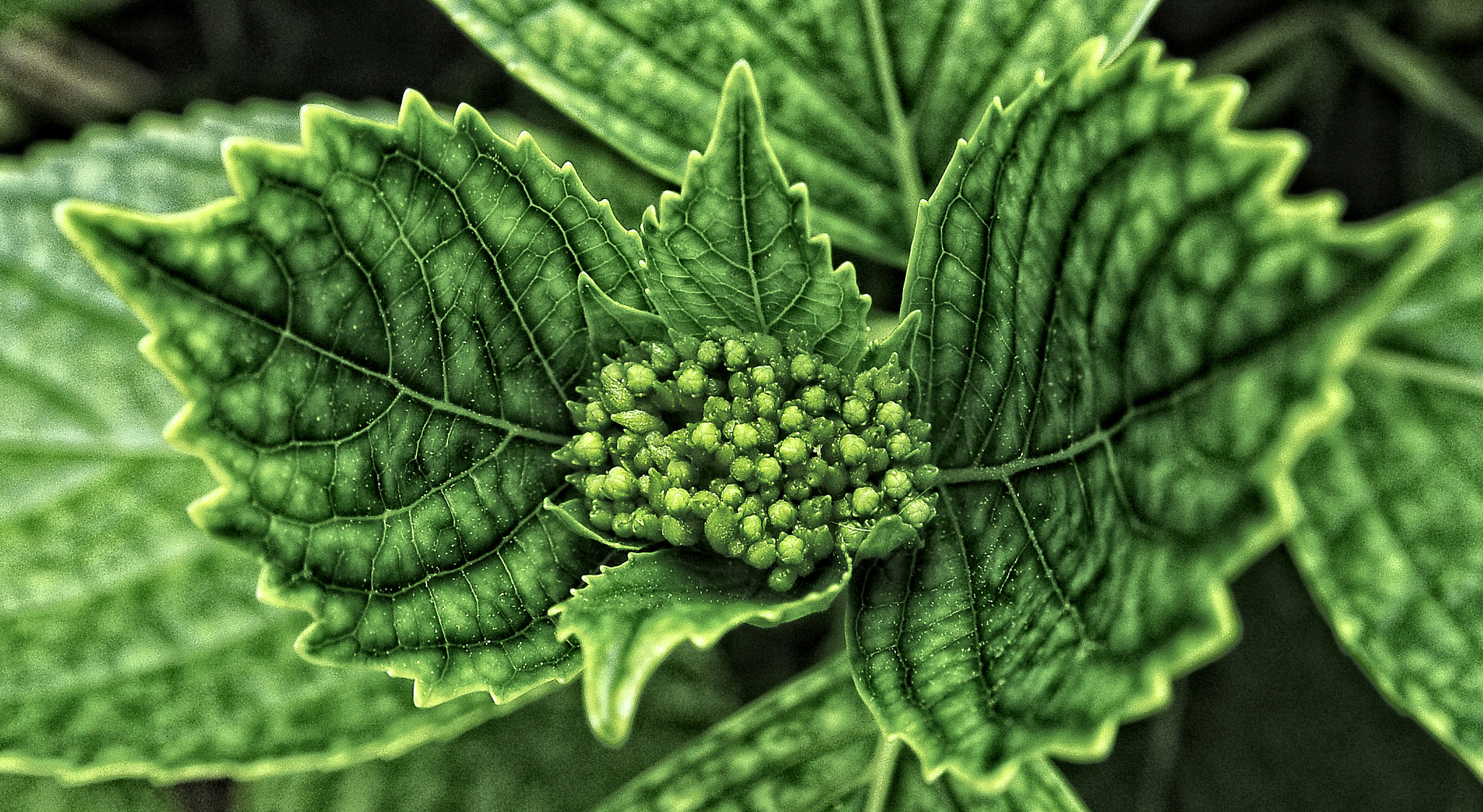 Nikon AF Micro-Nikkor 200mm F4D ED-IF sample photo. Hydrangea photography