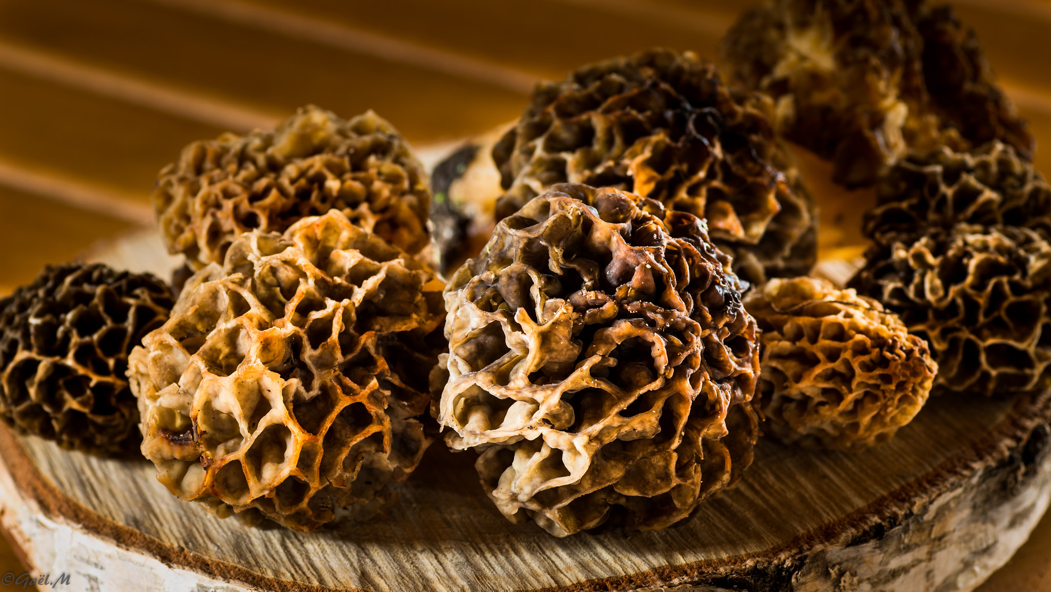 Tamron SP AF 90mm F2.8 Di Macro sample photo. Morille - morchella photography