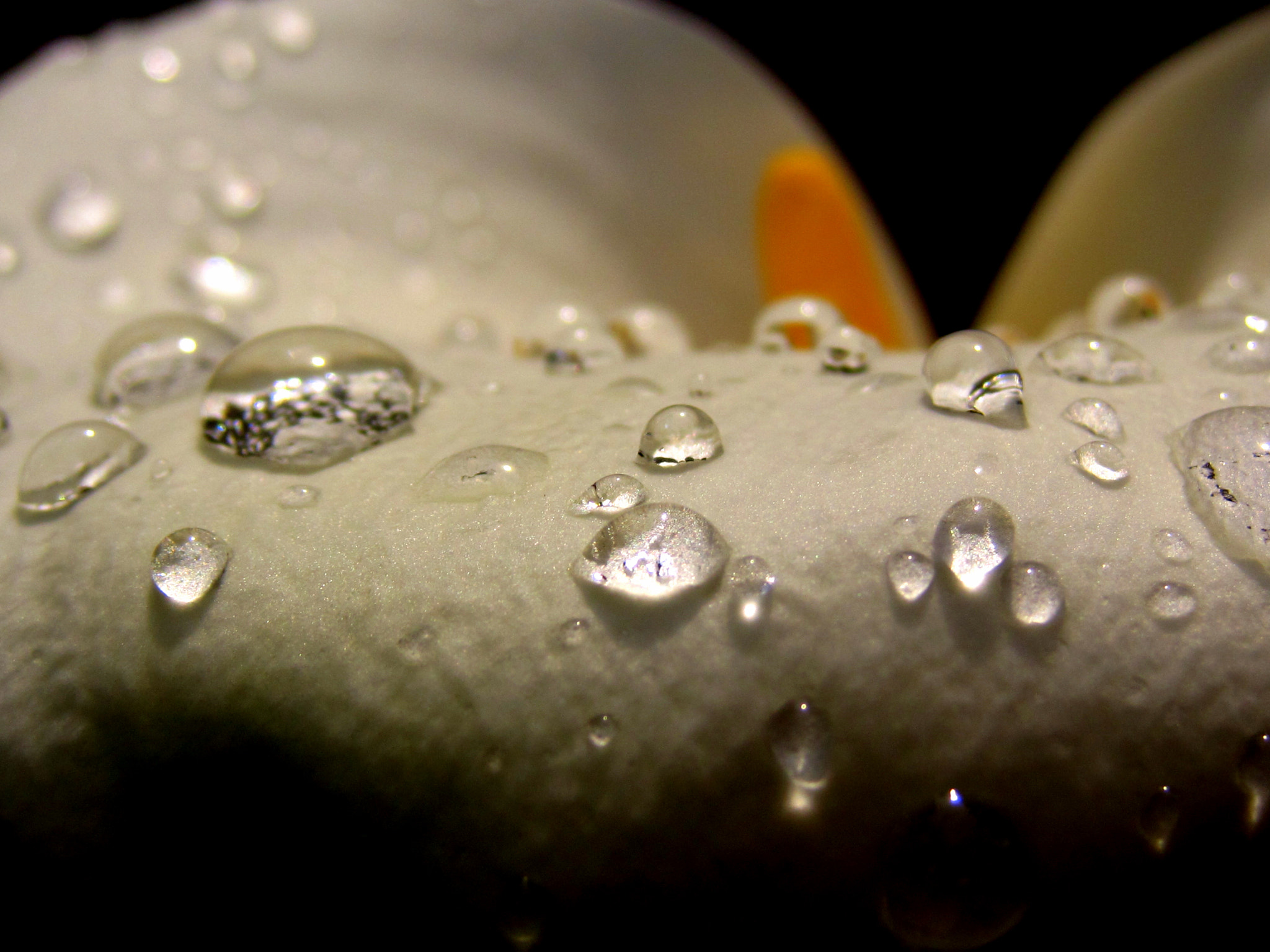 Canon PowerShot SD970 IS (Digital IXUS 990 IS / IXY Digital 830 IS) sample photo. Droplets on calla lily photography