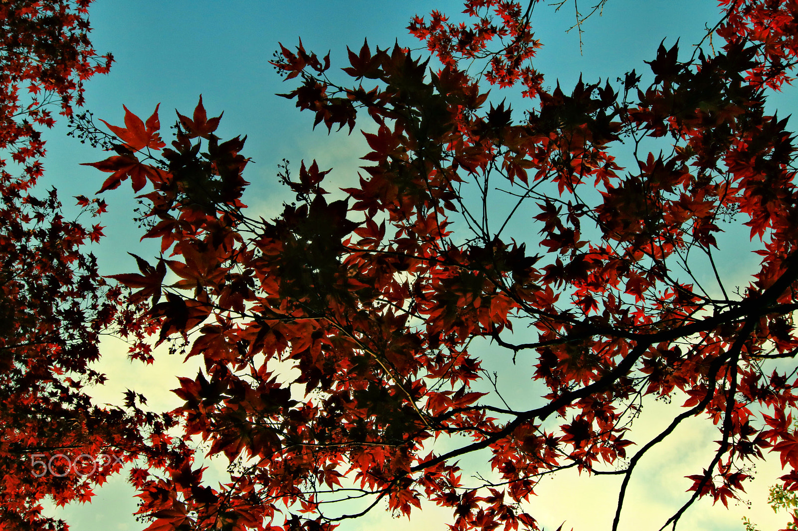 Canon EOS 750D (EOS Rebel T6i / EOS Kiss X8i) sample photo. Look up! photography
