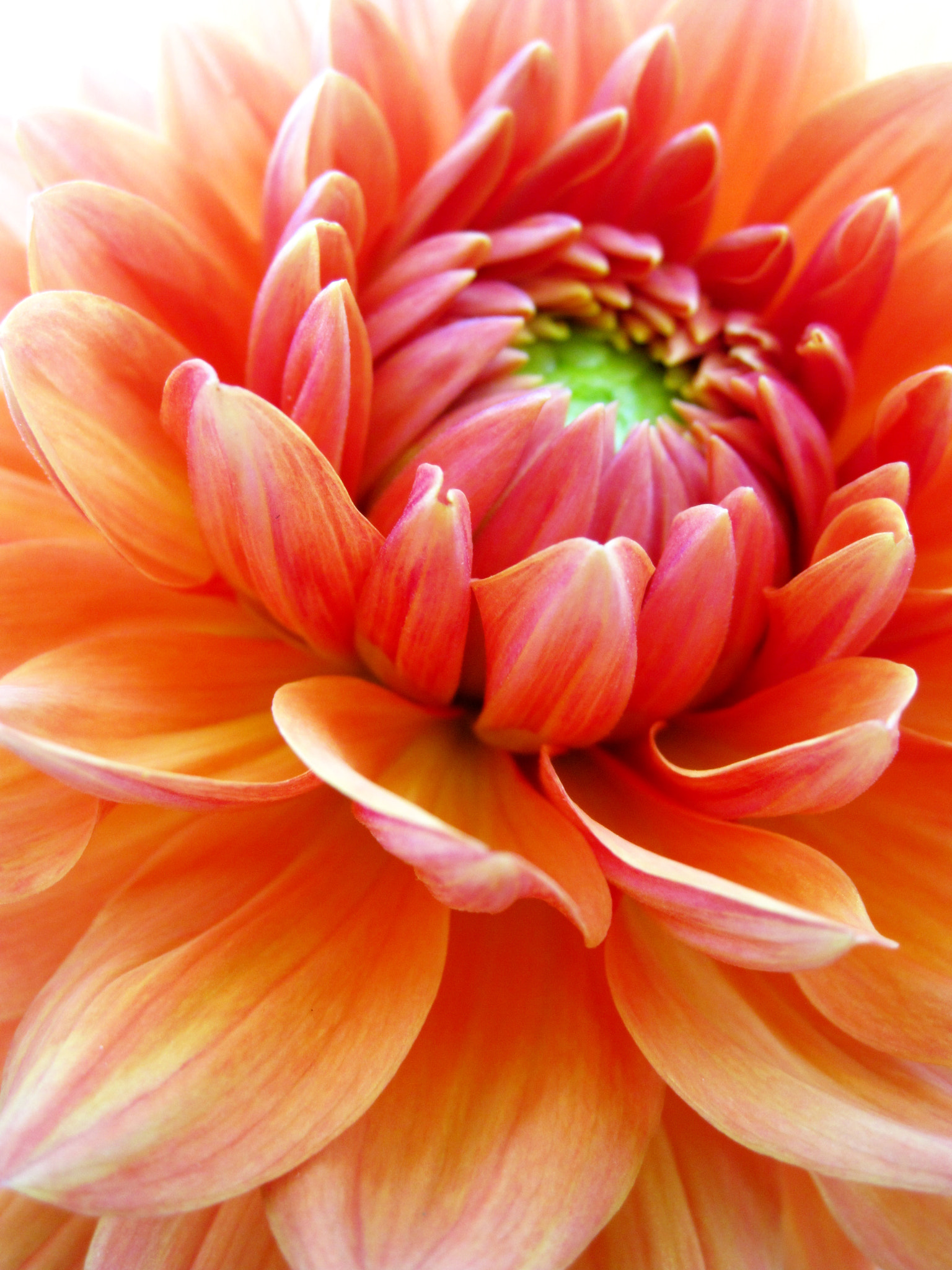 Canon PowerShot SD970 IS (Digital IXUS 990 IS / IXY Digital 830 IS) sample photo. Orange dahlia photography