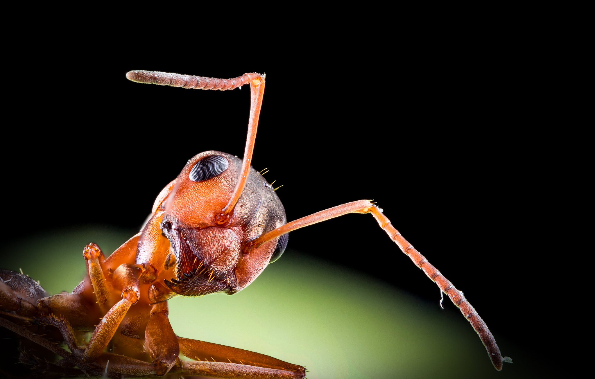 Canon MP-E 65mm F2.5 1-5x Macro Photo sample photo. Ant photography
