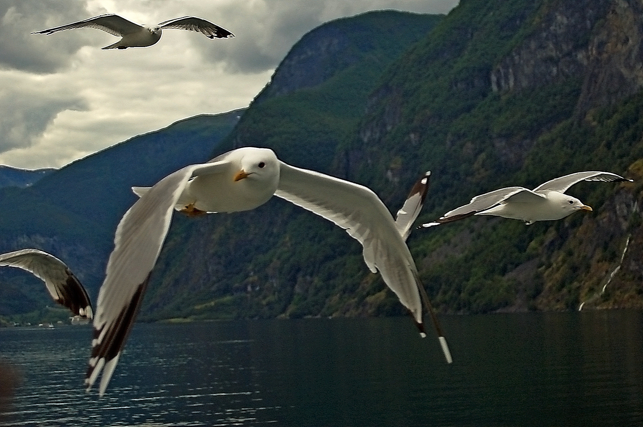 Nikon D50 + Sigma 18-50mm F3.5-5.6 DC sample photo. Seagulls photography