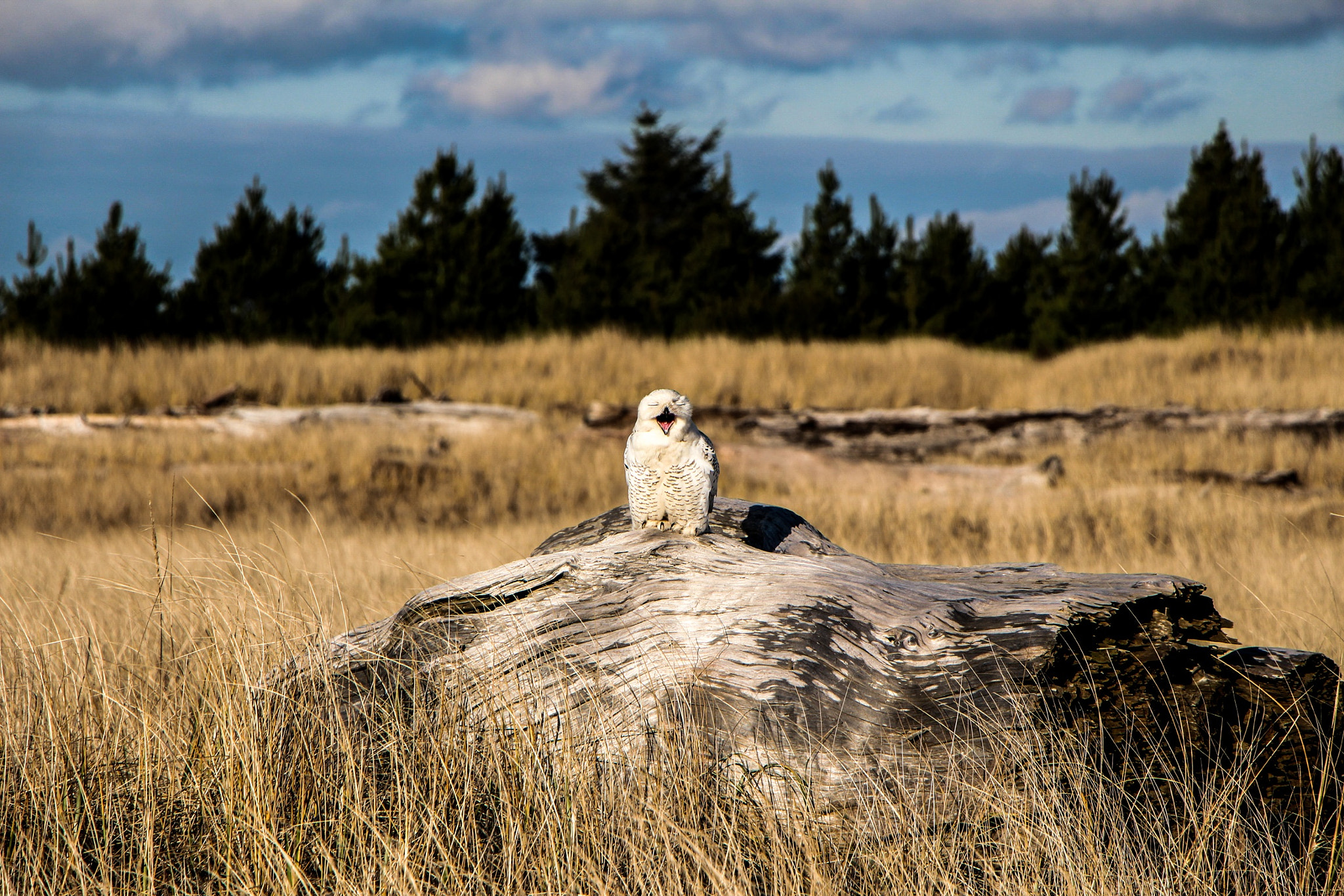Canon EF-S 18-135mm F3.5-5.6 IS STM sample photo. Snowy owl in the dunes photography