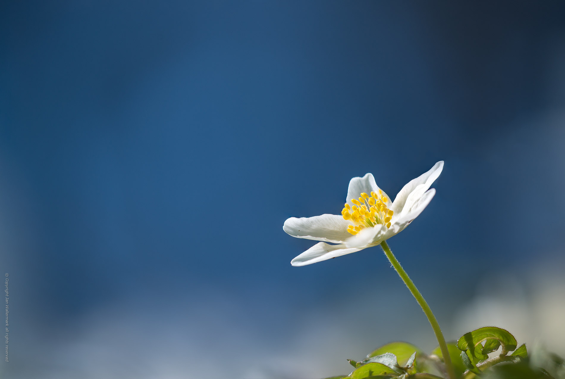 Sigma APO Macro 180mm F3.5 EX DG HSM sample photo. Wood anemone#2 photography