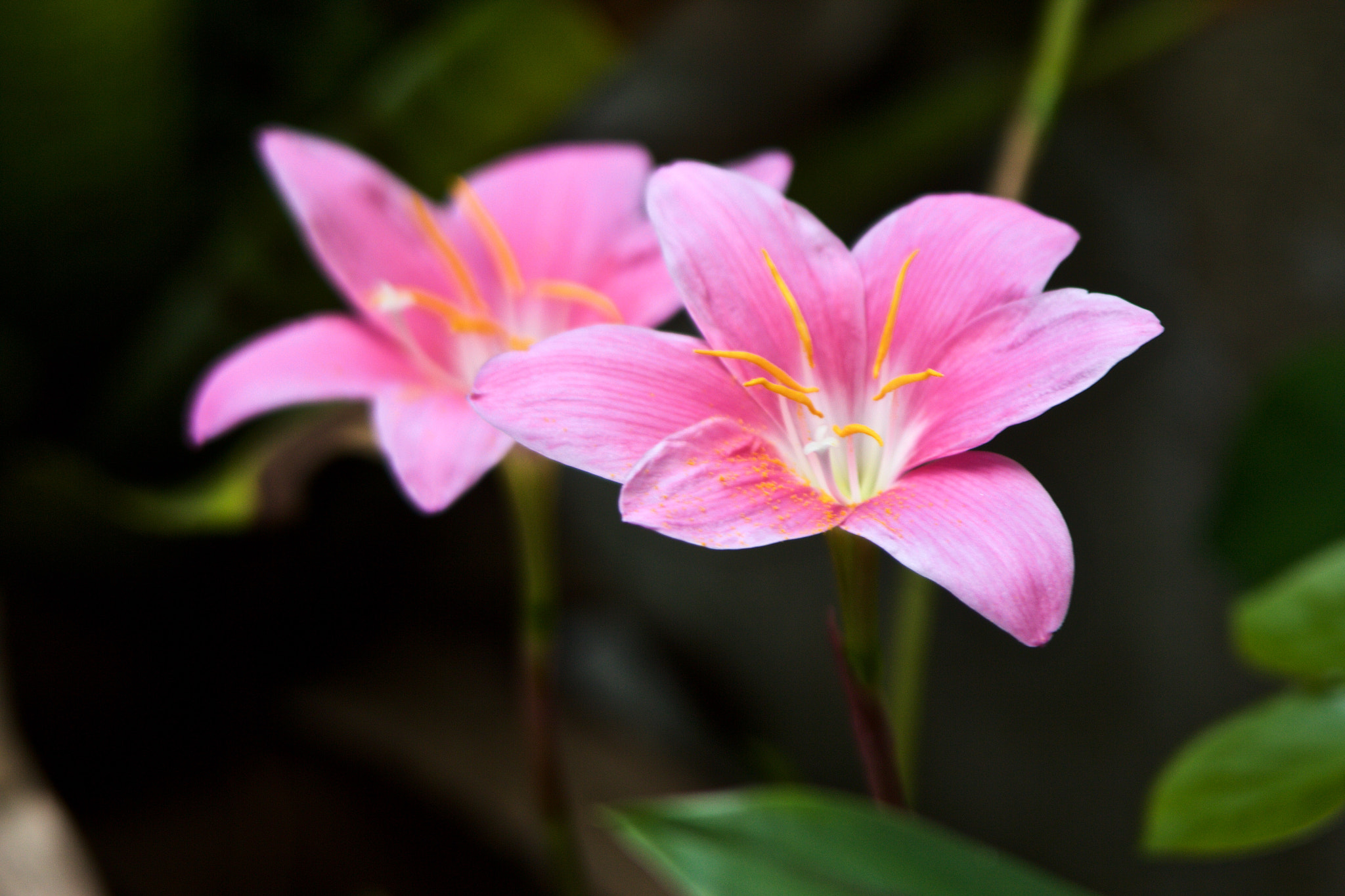 Canon EF 35-105mm f/4.5-5.6 sample photo. Flores photography