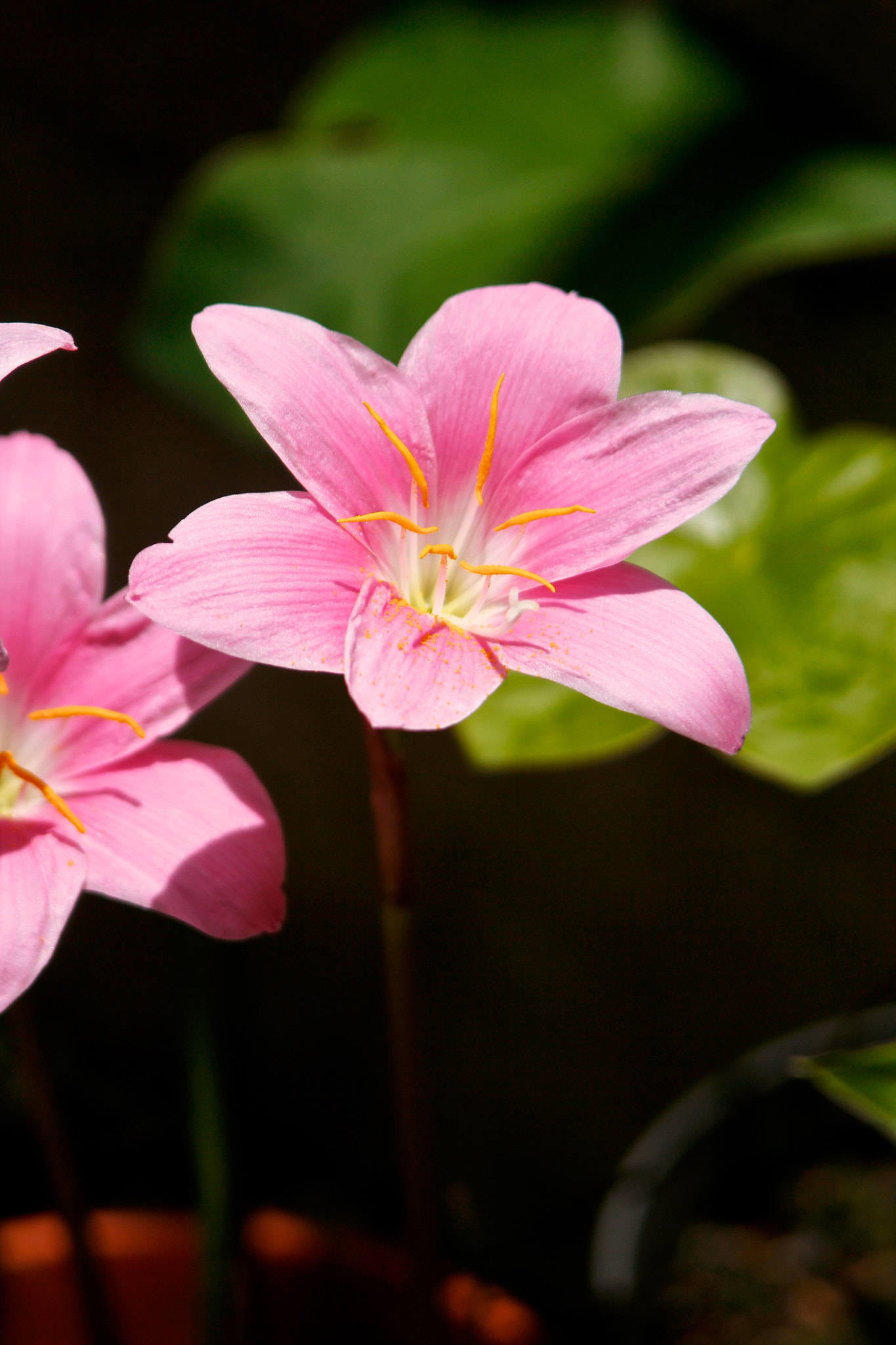 Canon EF 35-105mm f/4.5-5.6 sample photo. Flores photography