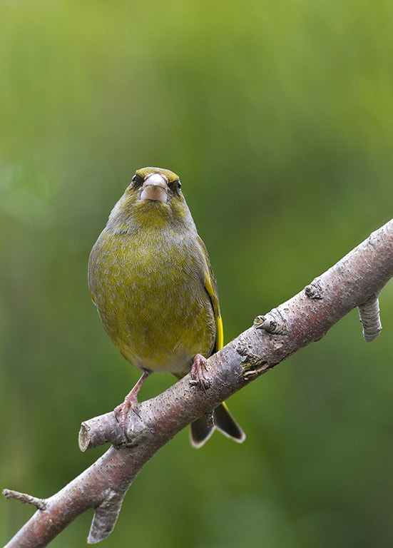 Nikon AF-S Nikkor 600mm F4D ED-IF II sample photo. Green finch (carduelis chloris) photography