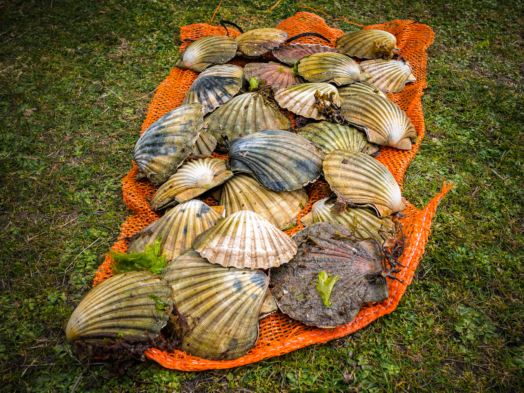 Panasonic Lumix DMC-G7 + Panasonic Lumix G 20mm F1.7 ASPH sample photo. Hand dived scallops photography