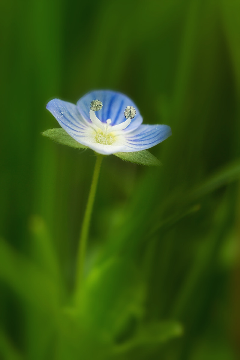 Sony SLT-A77 + Minolta AF 100mm F2.8 Macro [New] sample photo. Hidden deep in the grass photography