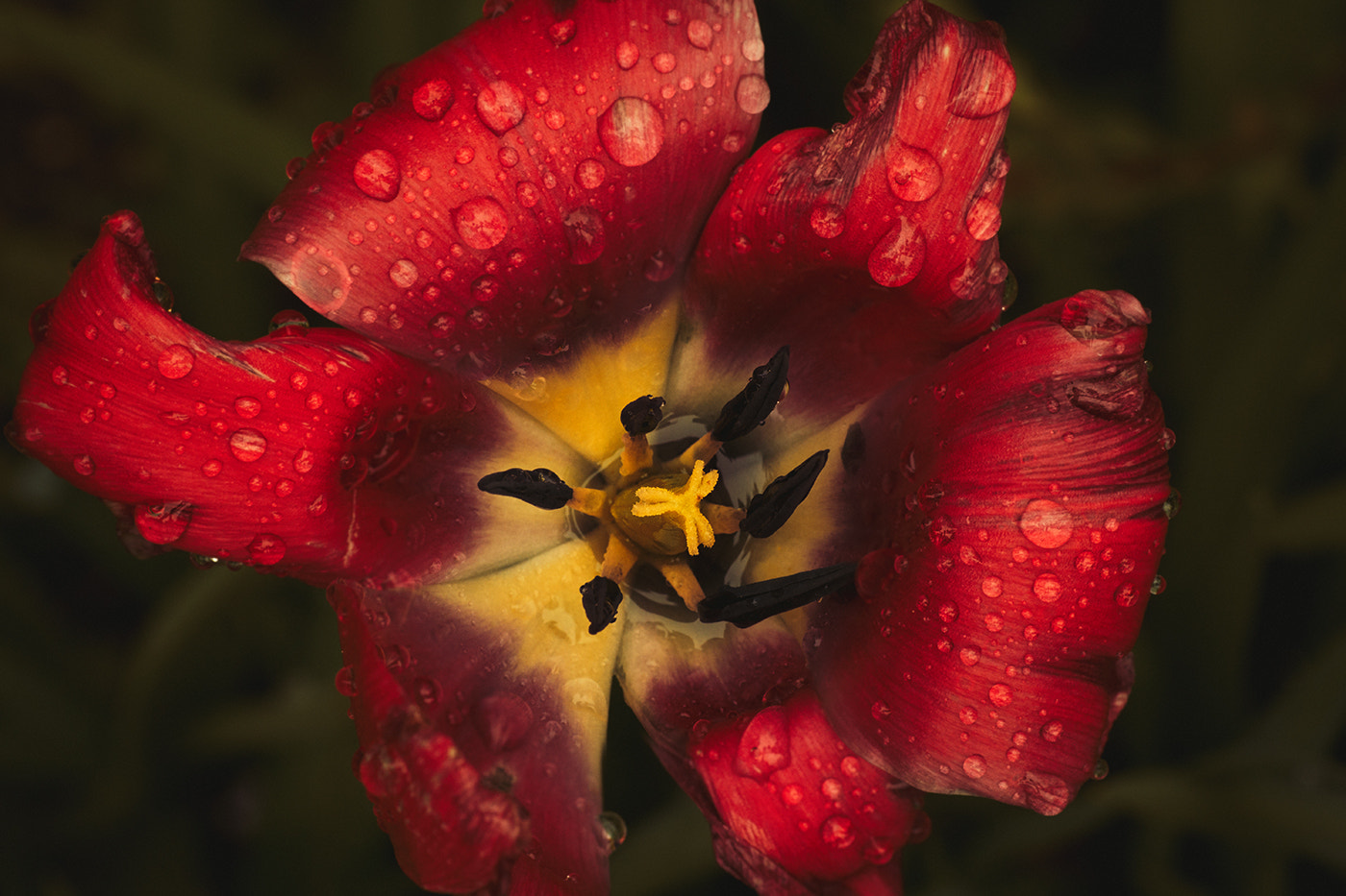 Sony SLT-A77 + Minolta AF 100mm F2.8 Macro [New] sample photo. A red beauty after rain photography