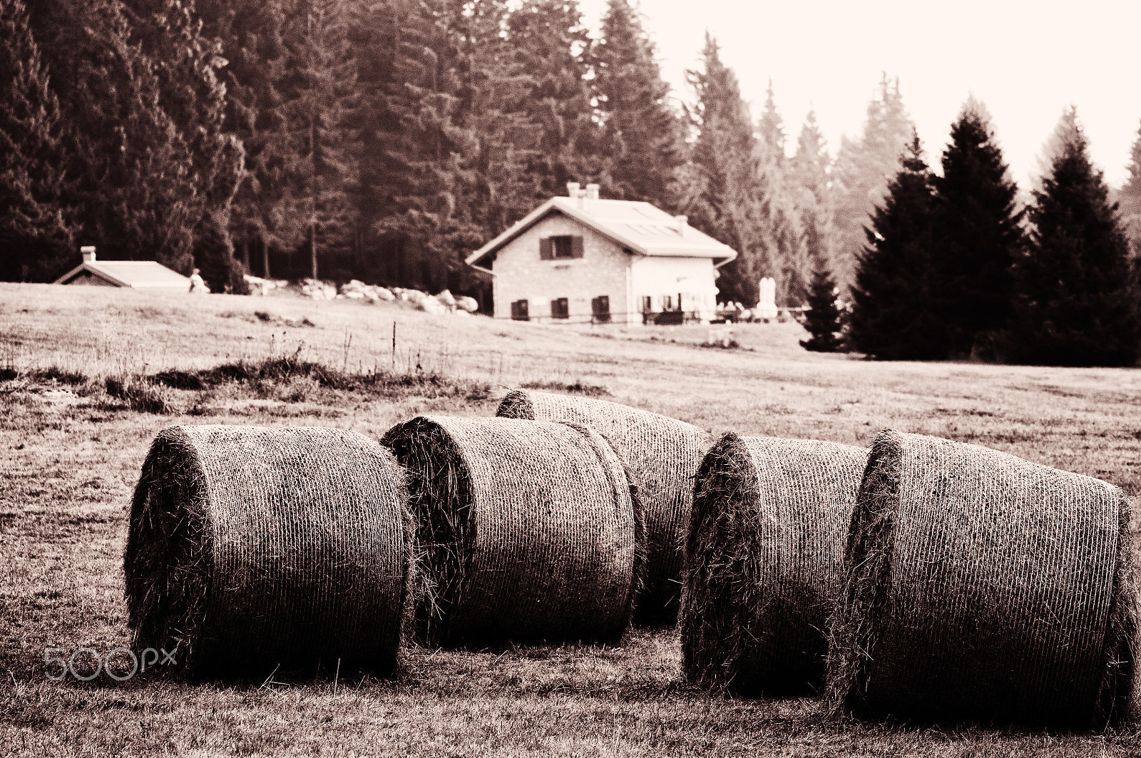 Sigma 120-400mm F4.5-5.6 DG OS HSM sample photo. Haymaking photography