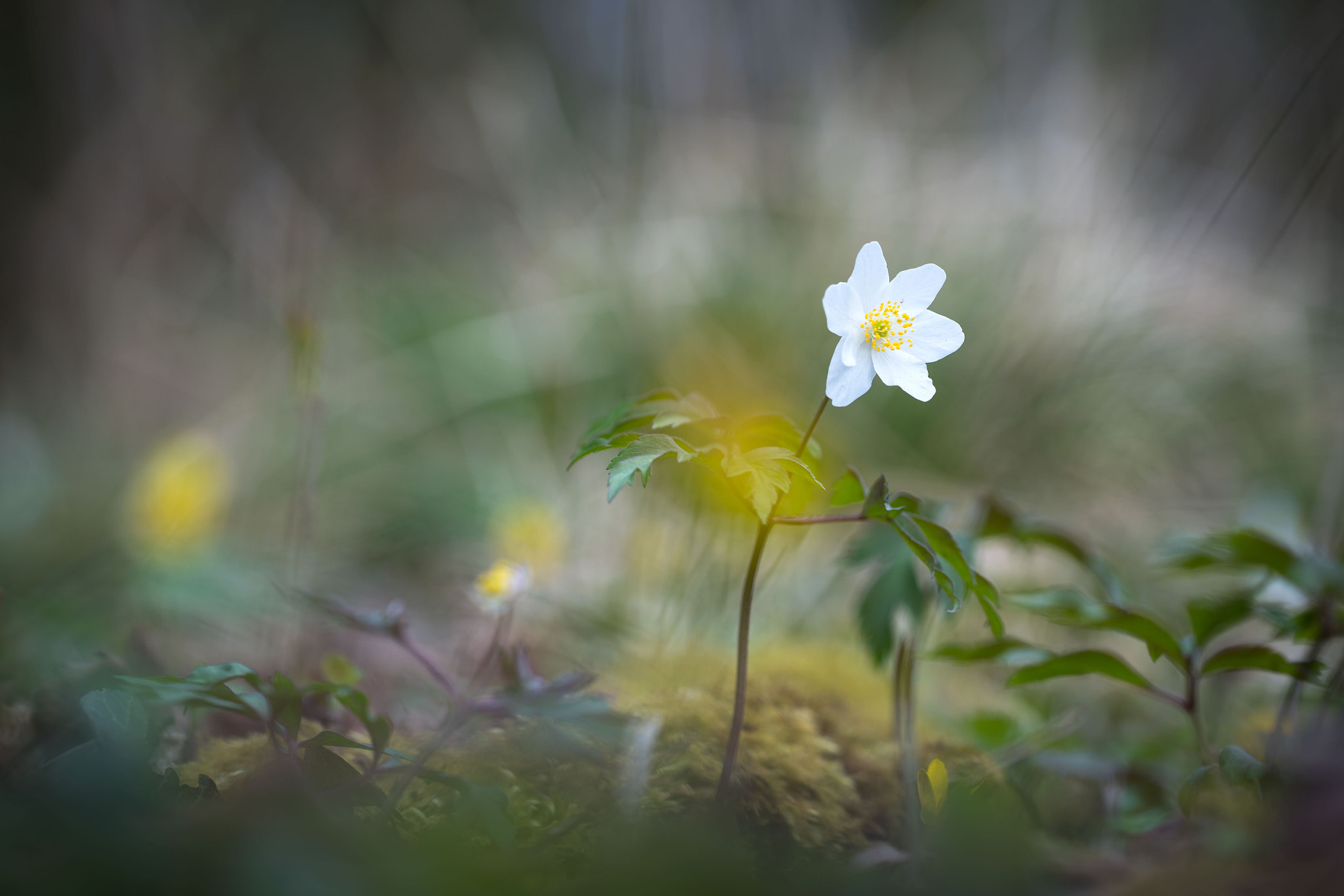 Sony a7R II + Canon EF 100mm F2.8L Macro IS USM sample photo. Wood anemone photography