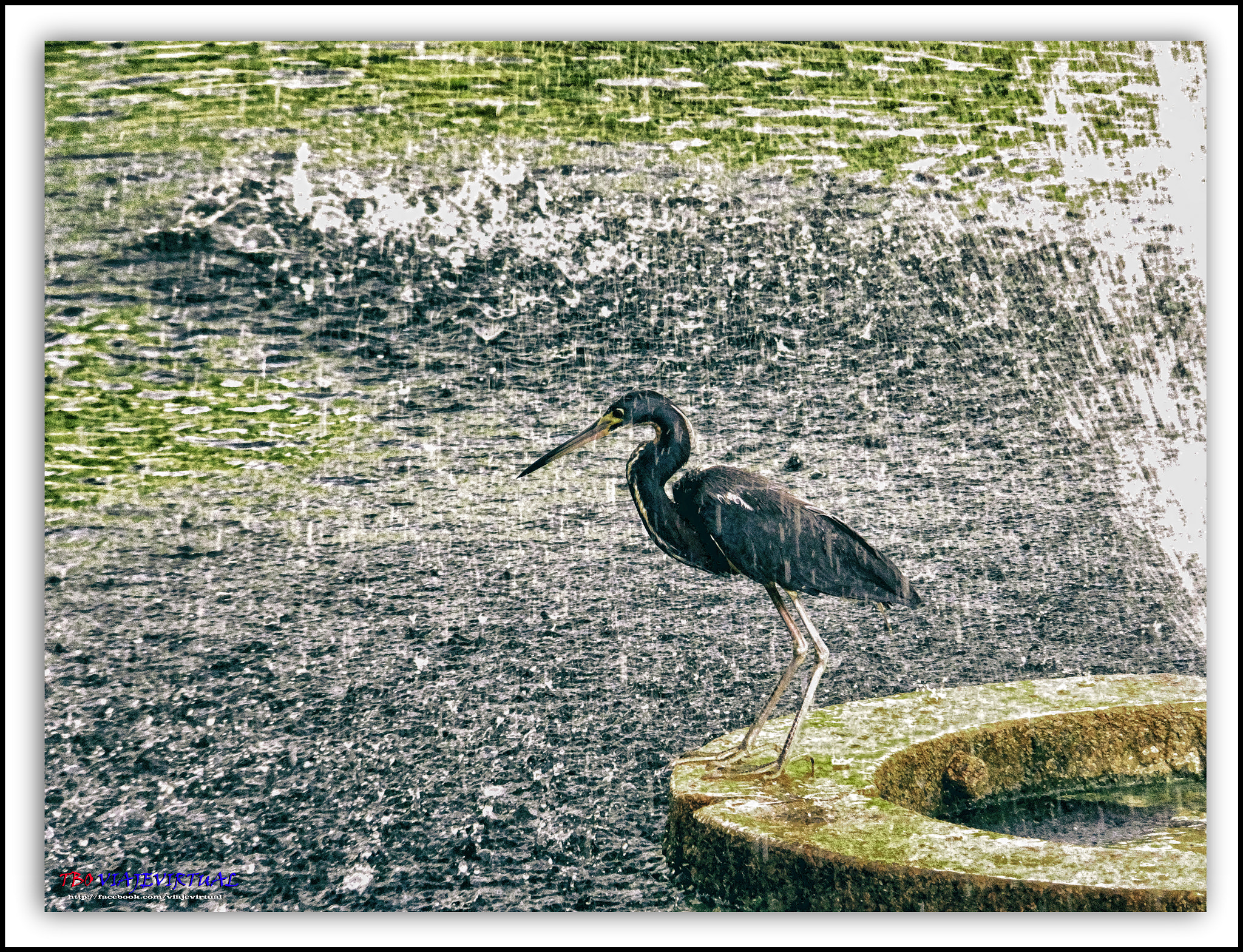 Fujifilm FinePix F850EXR sample photo. Louisiana heron. hydranassa tricolor. photography