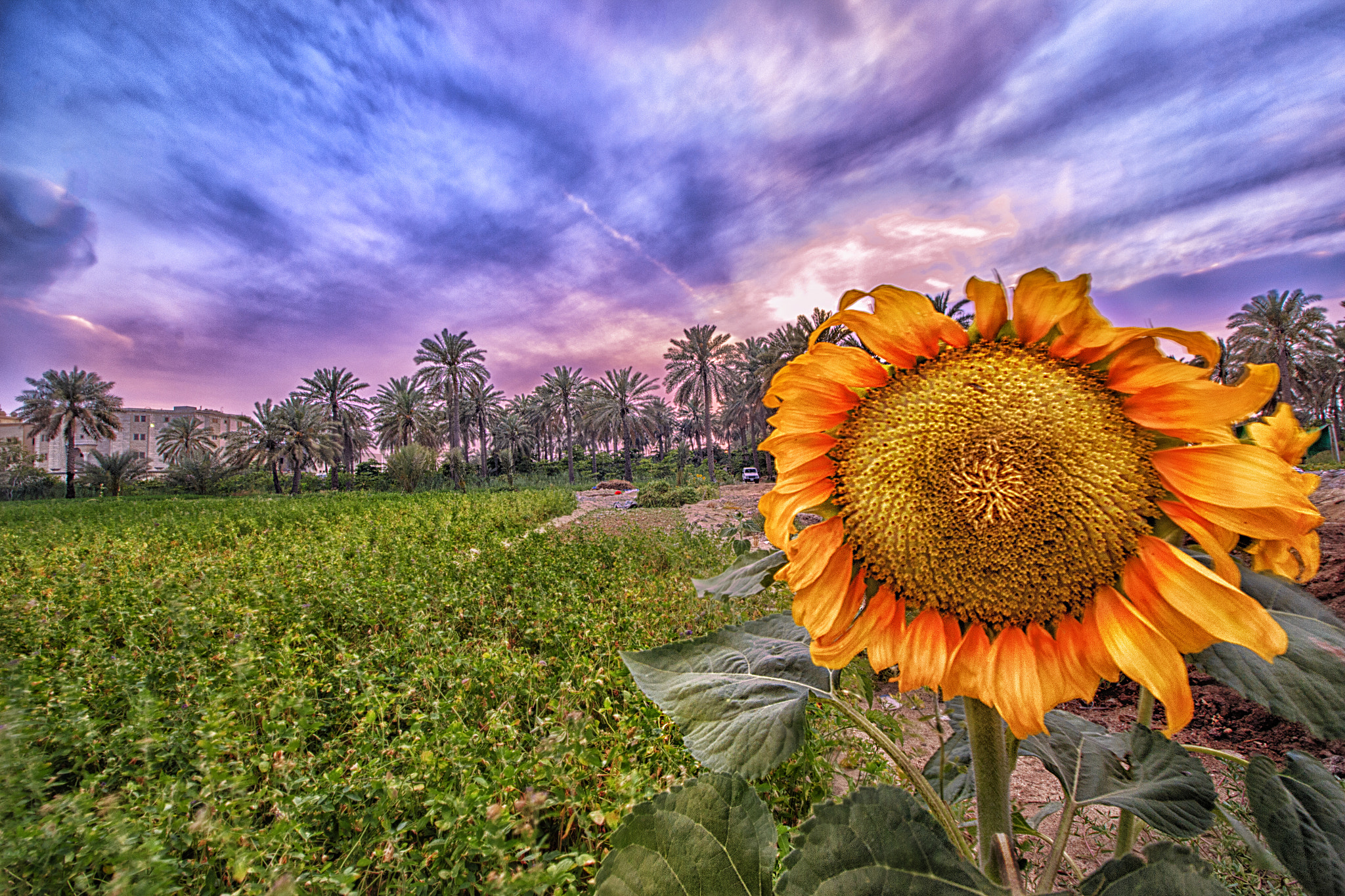 Canon EF-S 10-18mm F4.5–5.6 IS STM sample photo. Sunset with sunflower photography