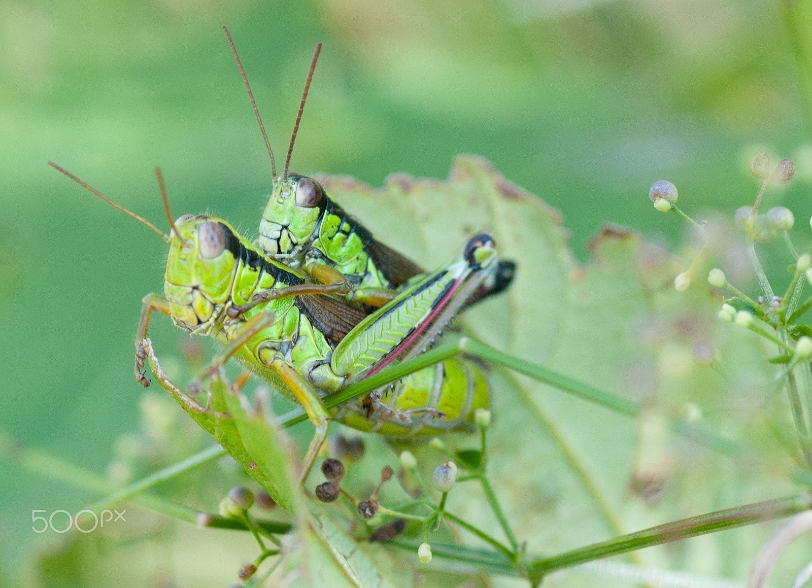 Nikon D300S sample photo. Passage photography