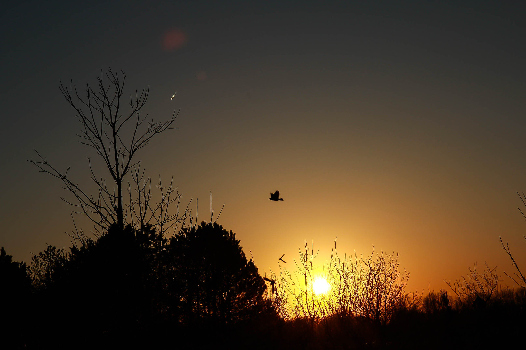 Canon EOS 100D (EOS Rebel SL1 / EOS Kiss X7) sample photo. Birds being birds photography