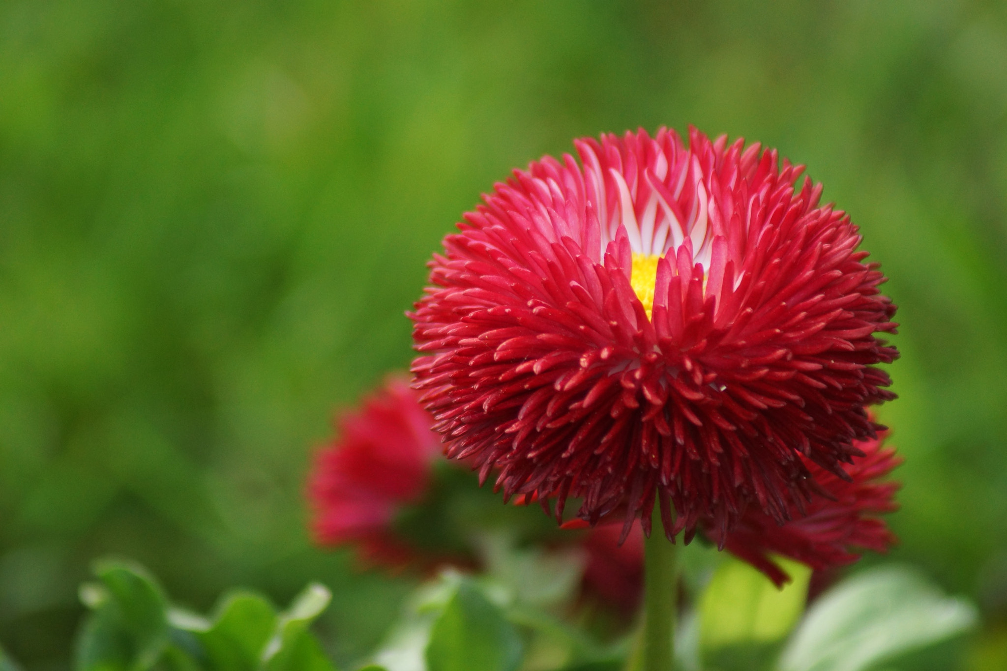 Sony 75-300mm F4.5-5.6 sample photo