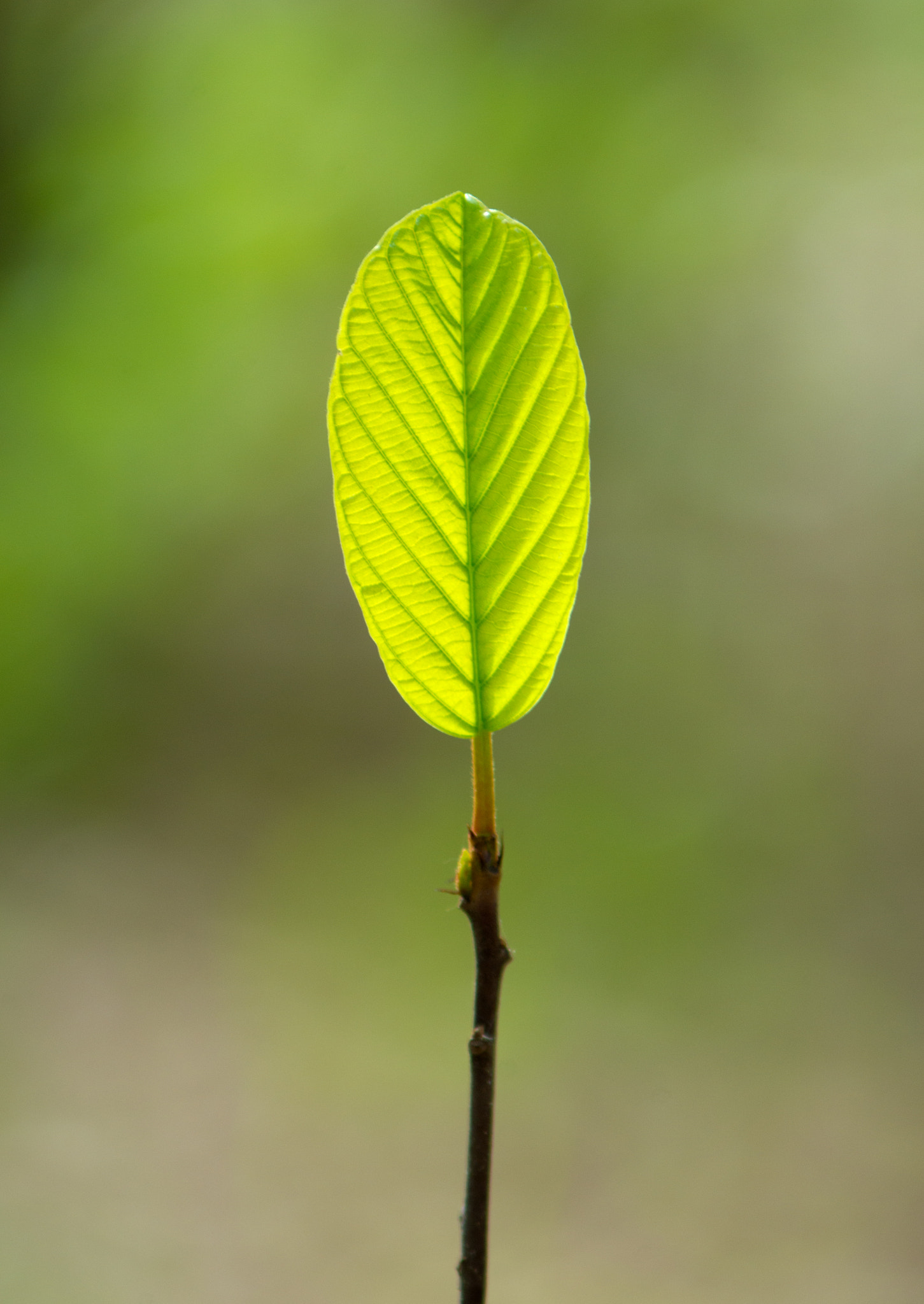 Tamron AF 80-210mm F4-5.6 (178D) sample photo. The one photography