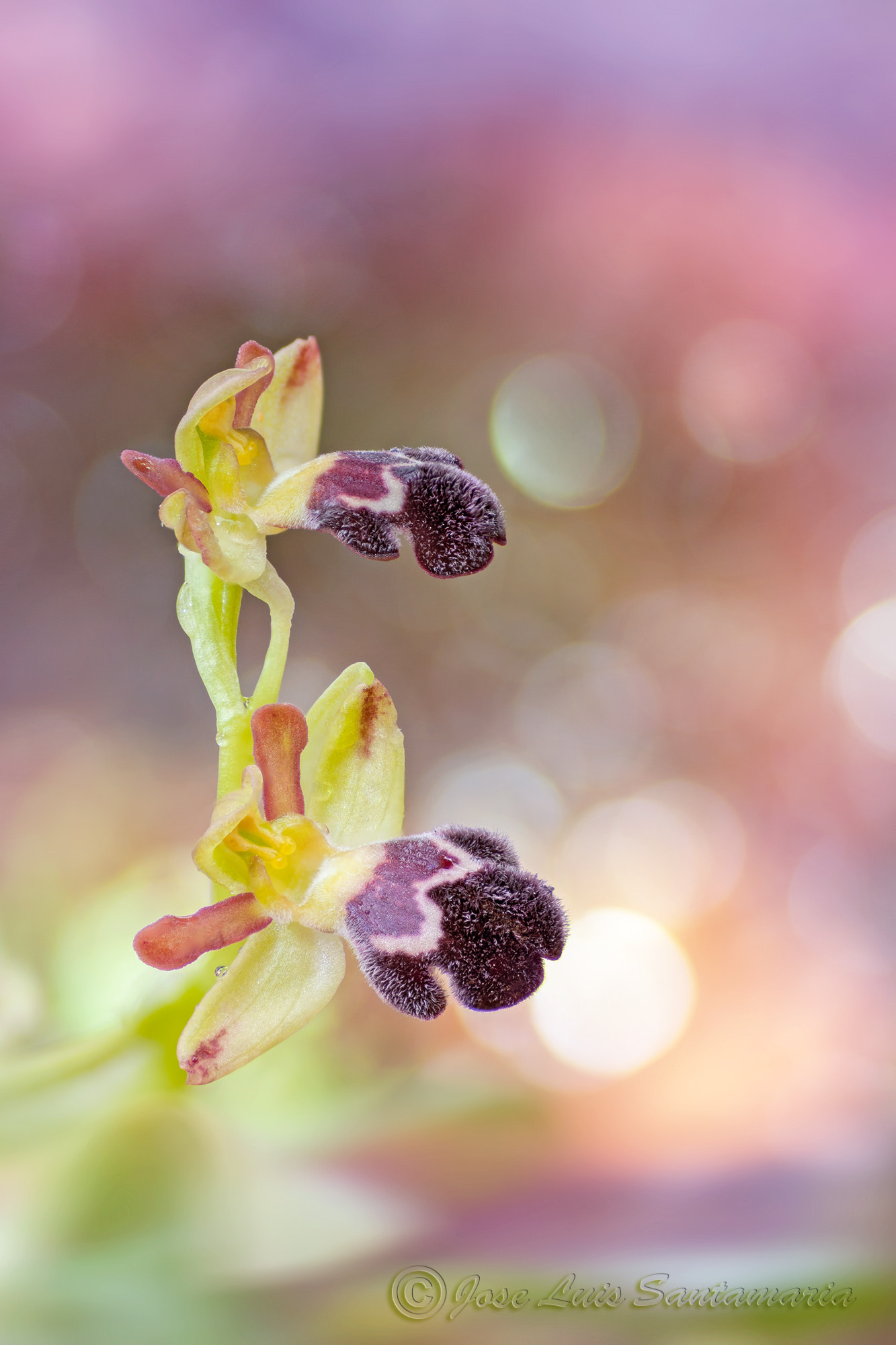Nikon D300S sample photo. Ophrys dyris photography