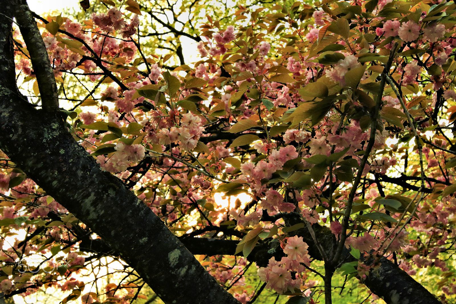 Canon EOS 750D (EOS Rebel T6i / EOS Kiss X8i) sample photo. Blooming photography