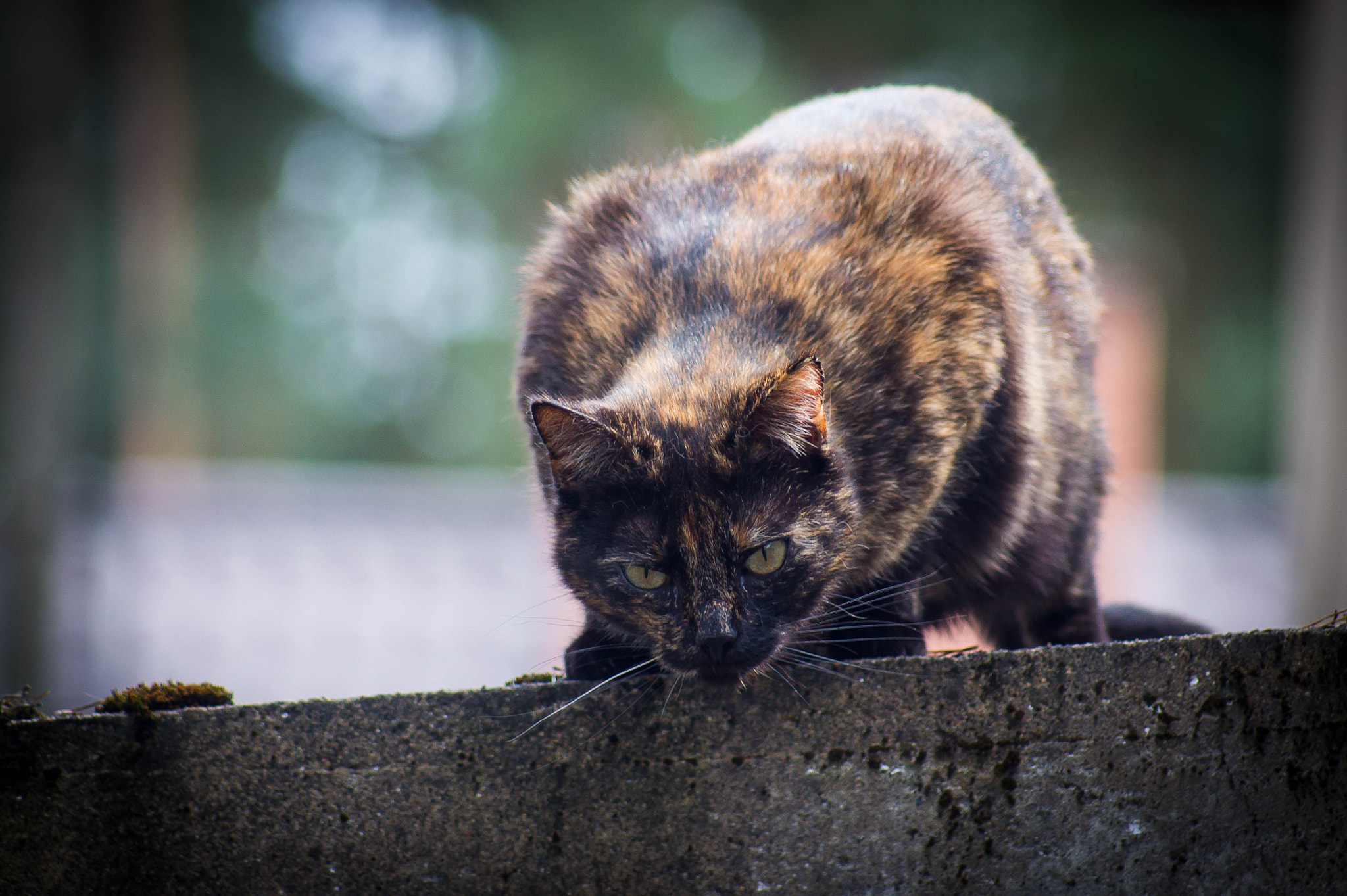 Sony 75-300mm F4.5-5.6 sample photo. ... photography