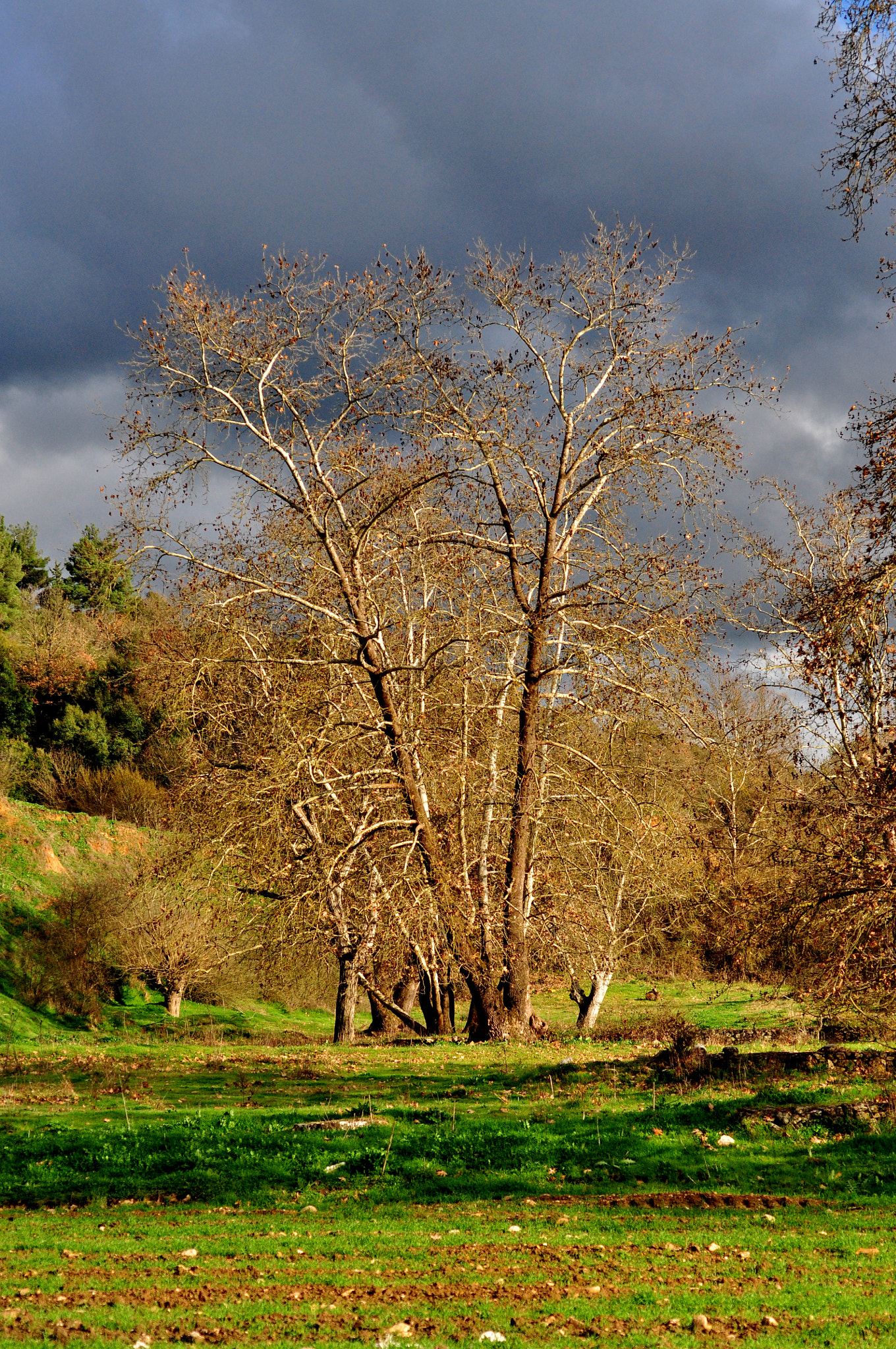 Nikon D90 + Nikon AF Micro-Nikkor 60mm F2.8D sample photo. Colors before  the storm photography