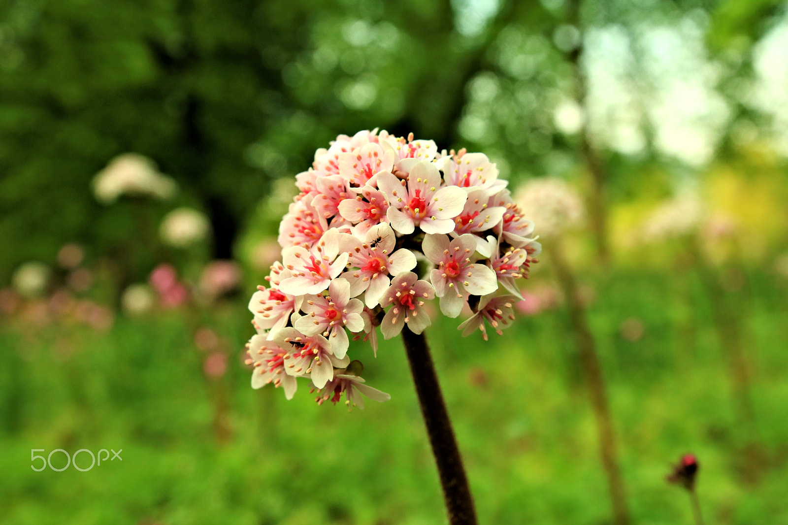 Canon EOS 750D (EOS Rebel T6i / EOS Kiss X8i) sample photo. Blooming photography
