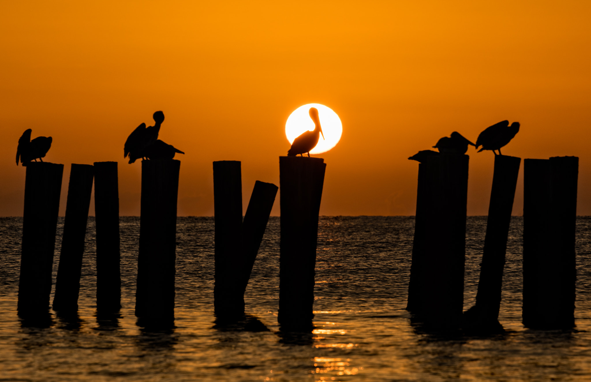 Canon EF 70-300mm F4-5.6L IS USM sample photo. Pelican sunset photography