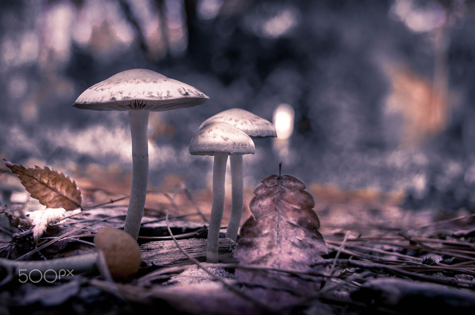 Sony Alpha DSLR-A580 sample photo. Markham nature park and arboretum photography