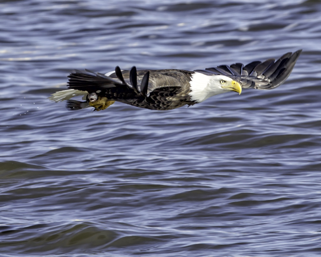 Canon EOS-1D Mark IV + Canon EF 300mm F2.8L IS II USM sample photo. Got one photography