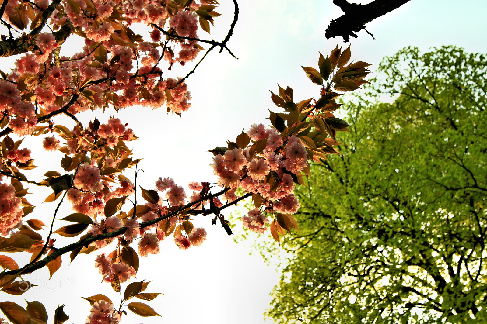 Canon EOS 750D (EOS Rebel T6i / EOS Kiss X8i) sample photo. Blooming photography