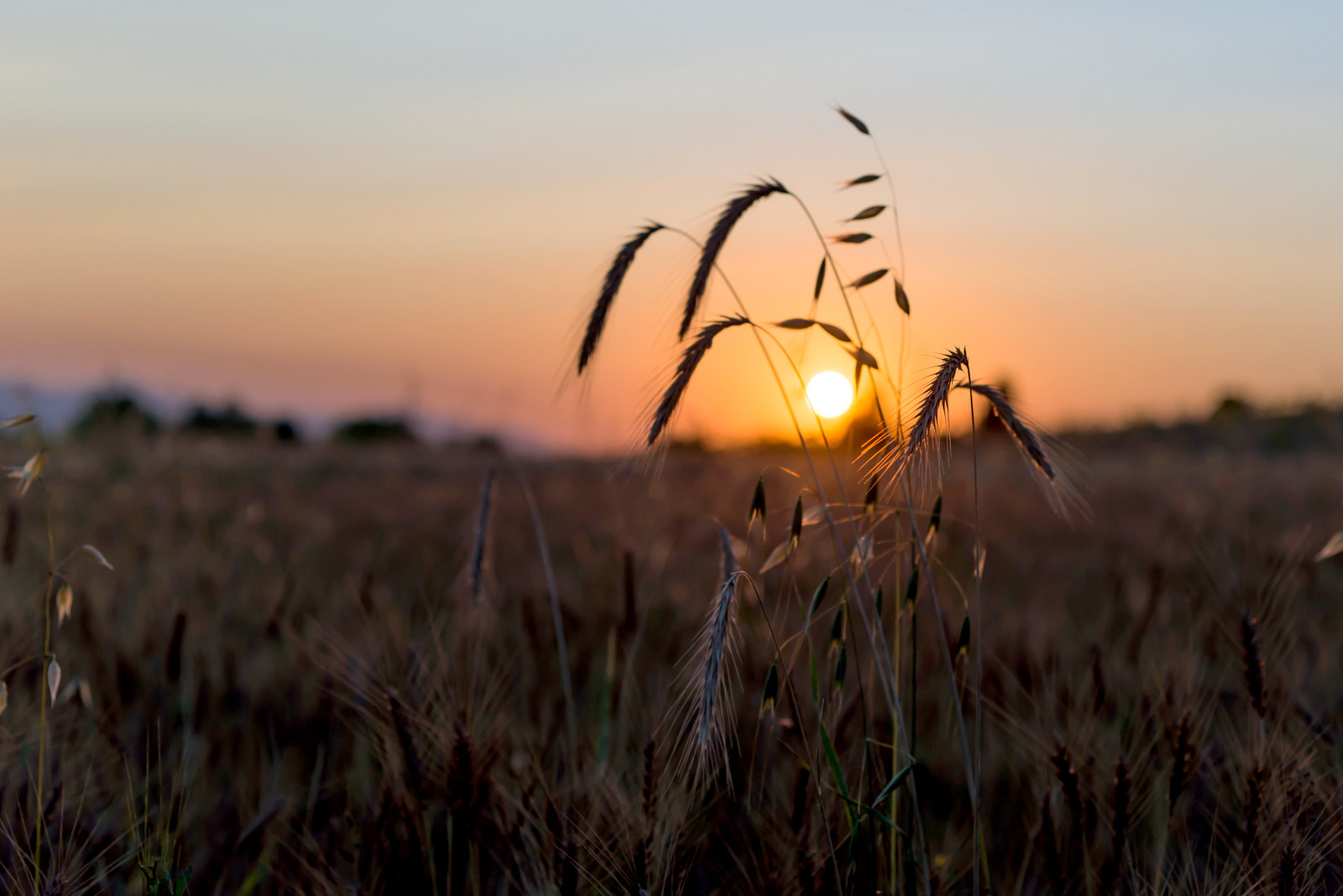 ZEISS Makro-Planar T* 50mm F2 sample photo. Sunset photography