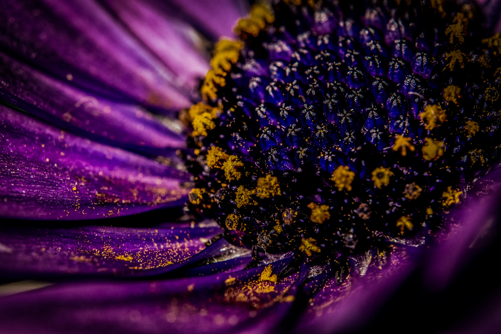Olympus M.Zuiko Digital ED 60mm F2.8 Macro sample photo. Fireworks of colors photography