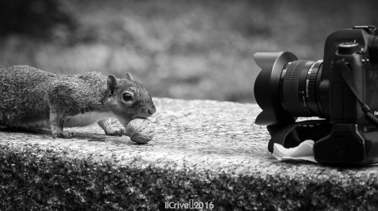 Canon EOS 600D (Rebel EOS T3i / EOS Kiss X5) + Canon EF 100-400mm F4.5-5.6L IS USM sample photo. Photogenic squirrel photography