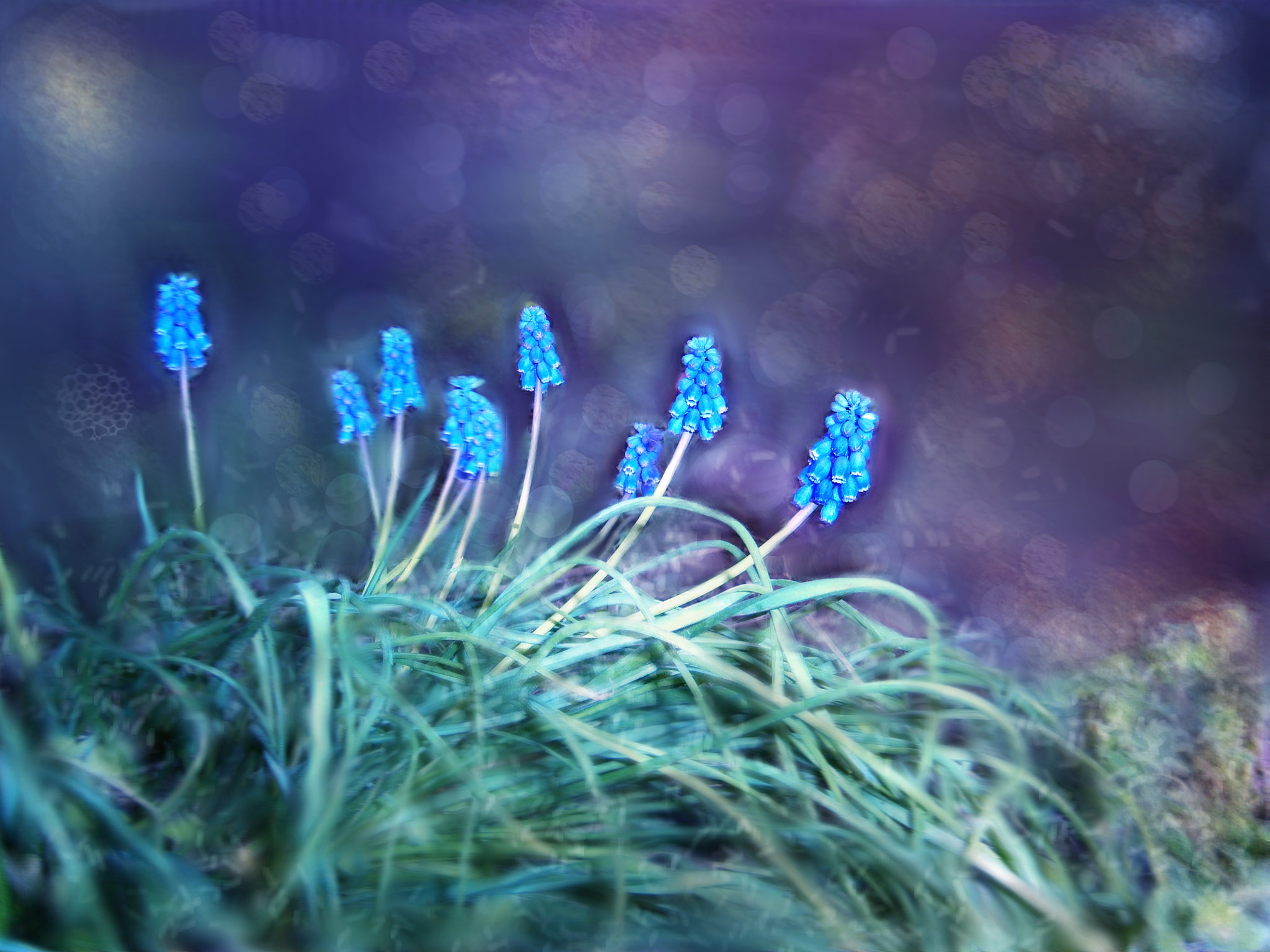 Olympus VG145,VG140,D715 sample photo. Blue flowers photography