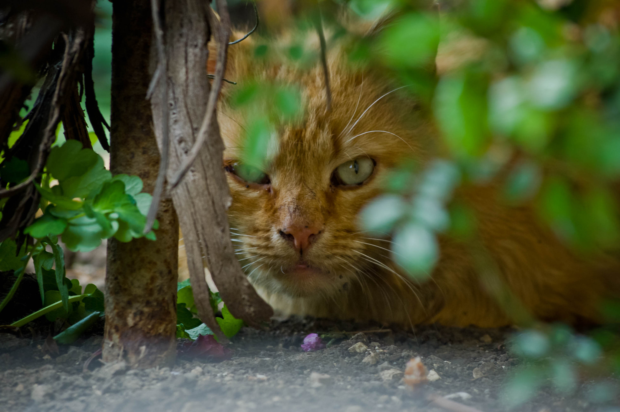 Sigma 70-300mm F4-5.6 APO DG Macro sample photo. Yalta cats / Ялтинские коты photography